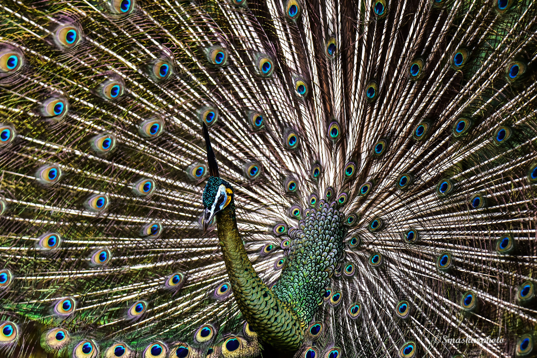 peacock in action