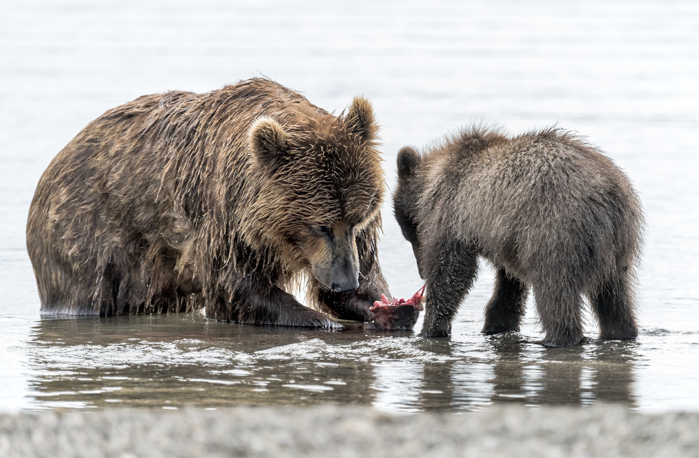 Kamchatka 2016 - Pranzo