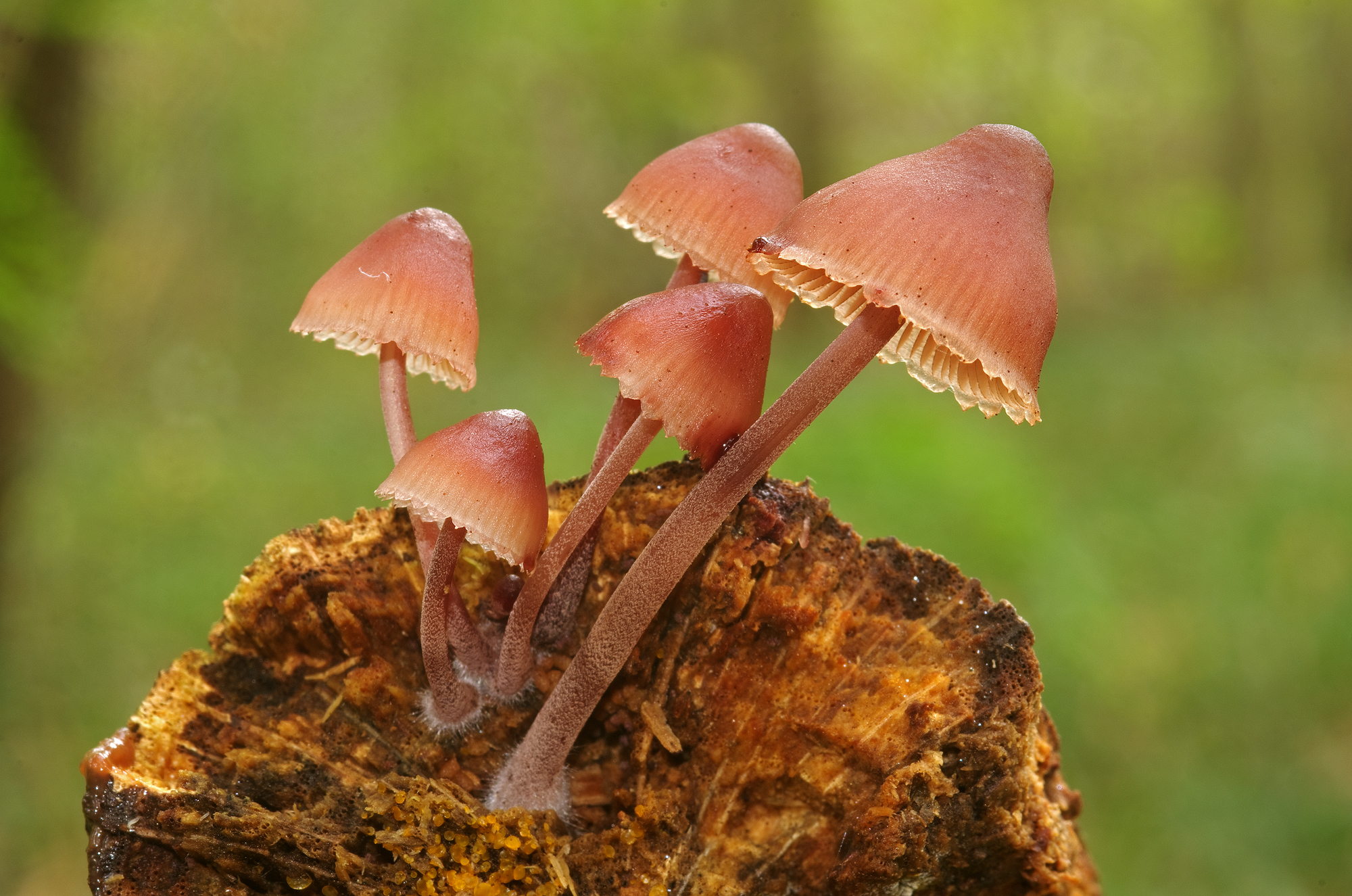 Mycena