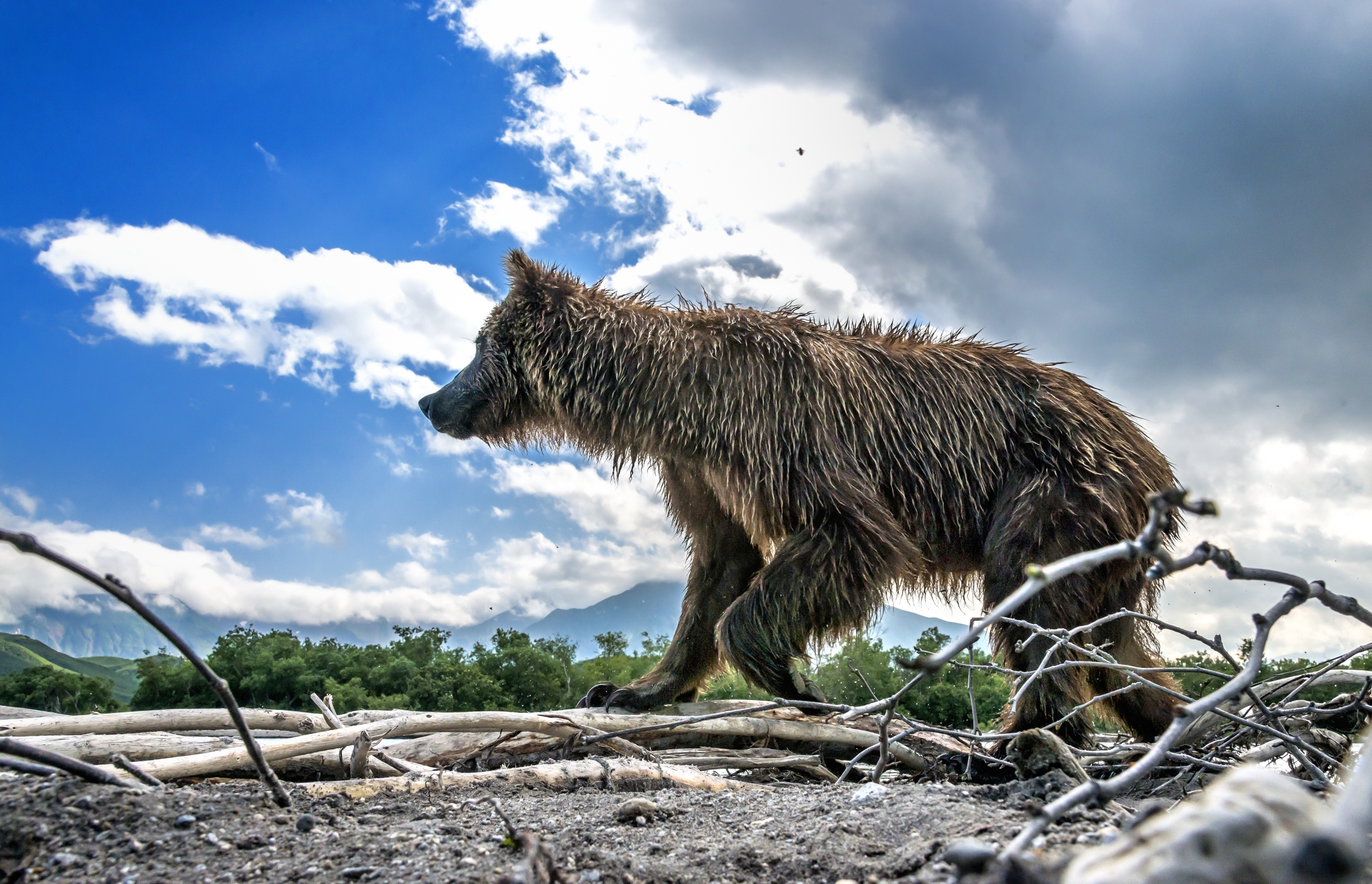 Kamchatka 2016 - Bear