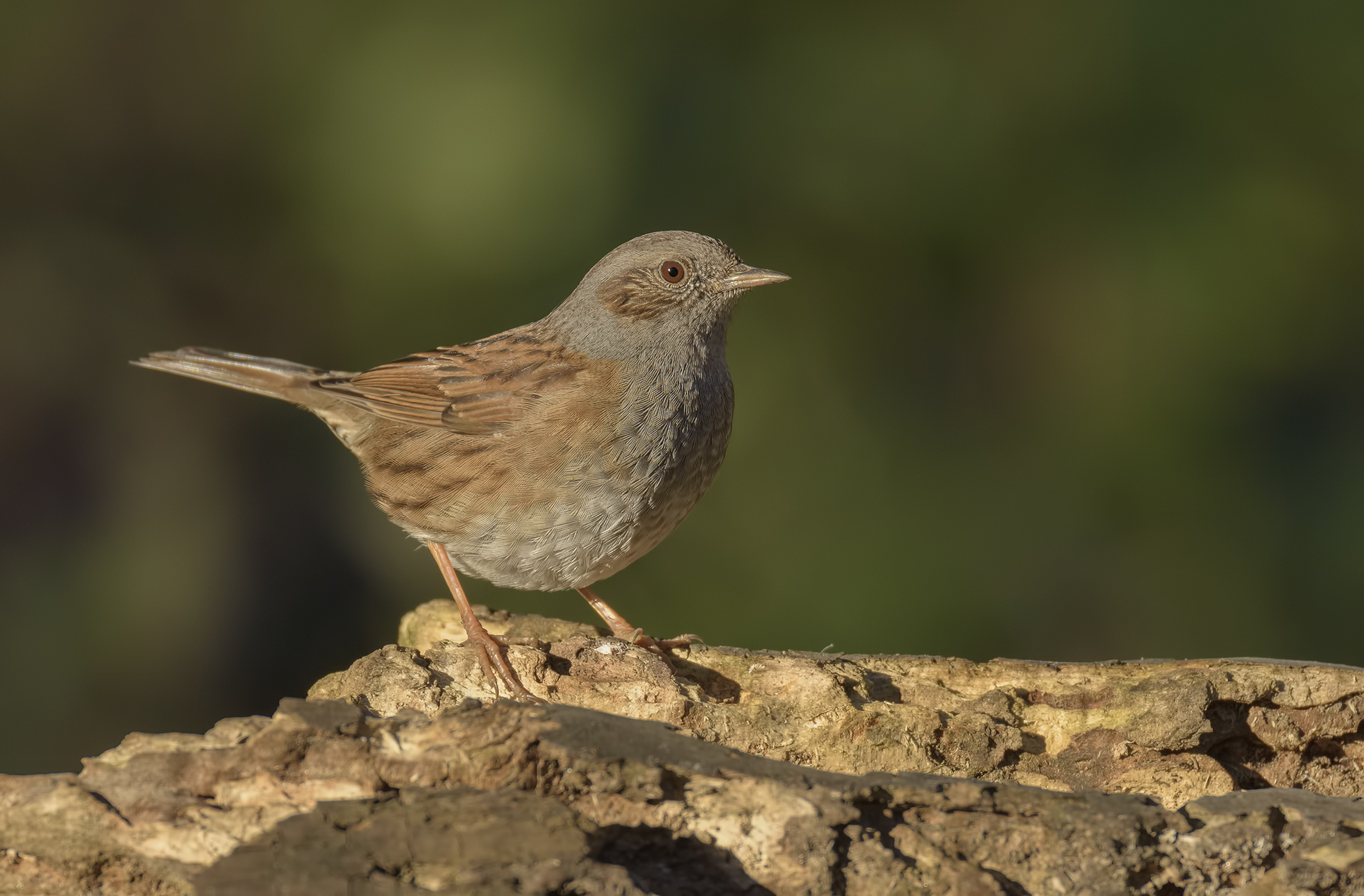 Dunnock Apuan Alps