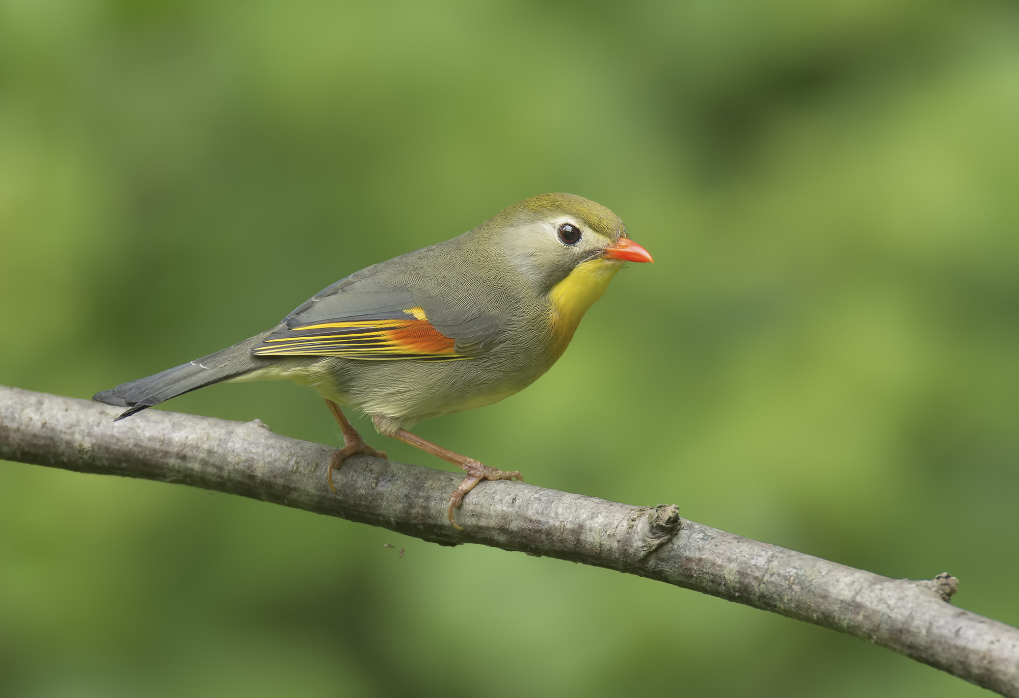 Nightingale of Japan Apuan Alps