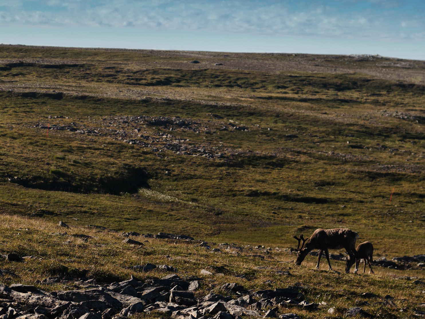 Reindeer at the North Cape
