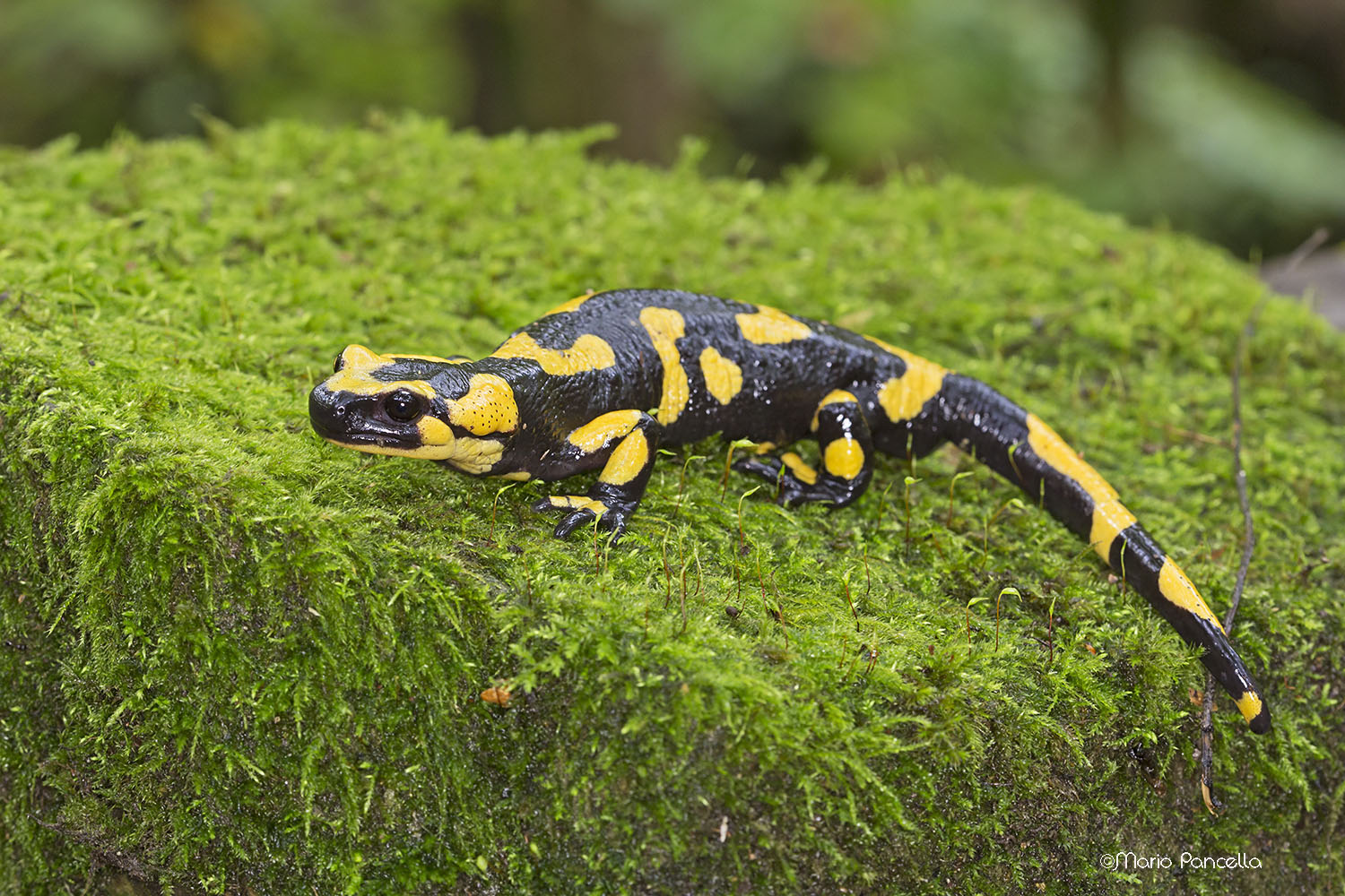Salamandra pezzata
