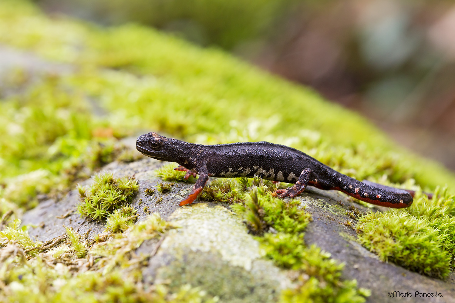 Salamandrina Perspicillata