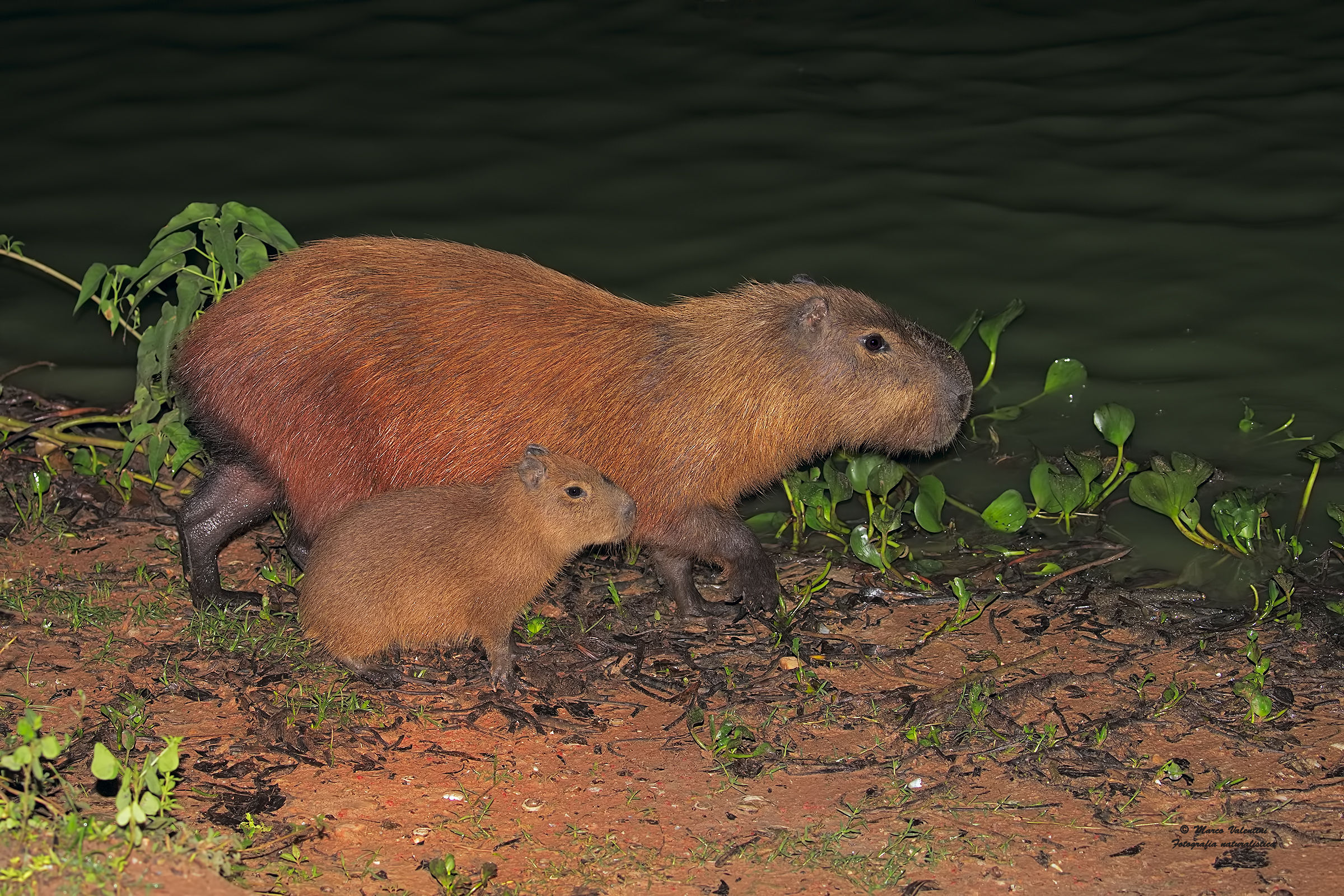 Capybara night