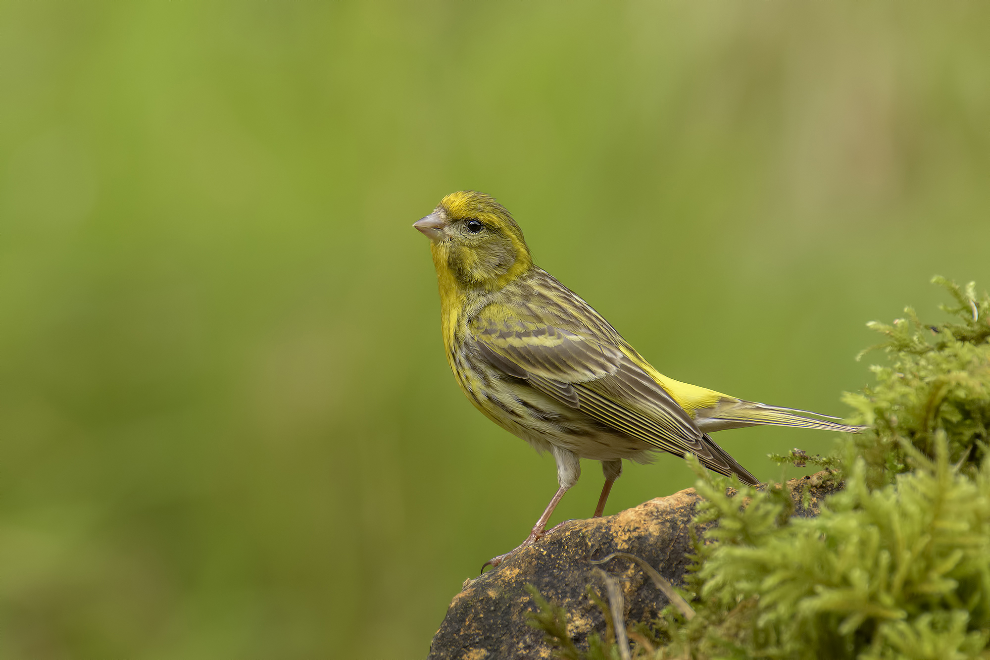 Serin male Apuan Alps