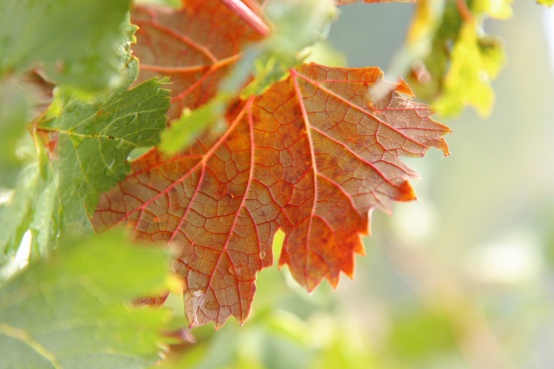 Autunno in macro