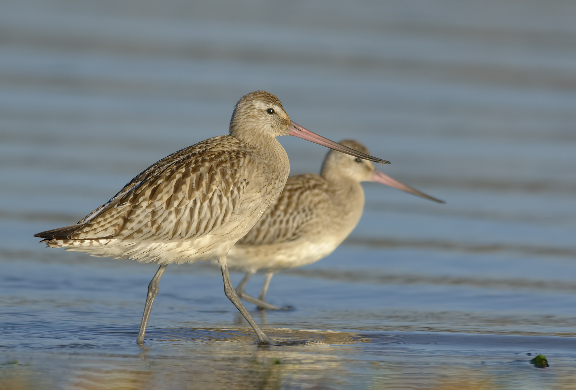 Bar-tailed Godwit.