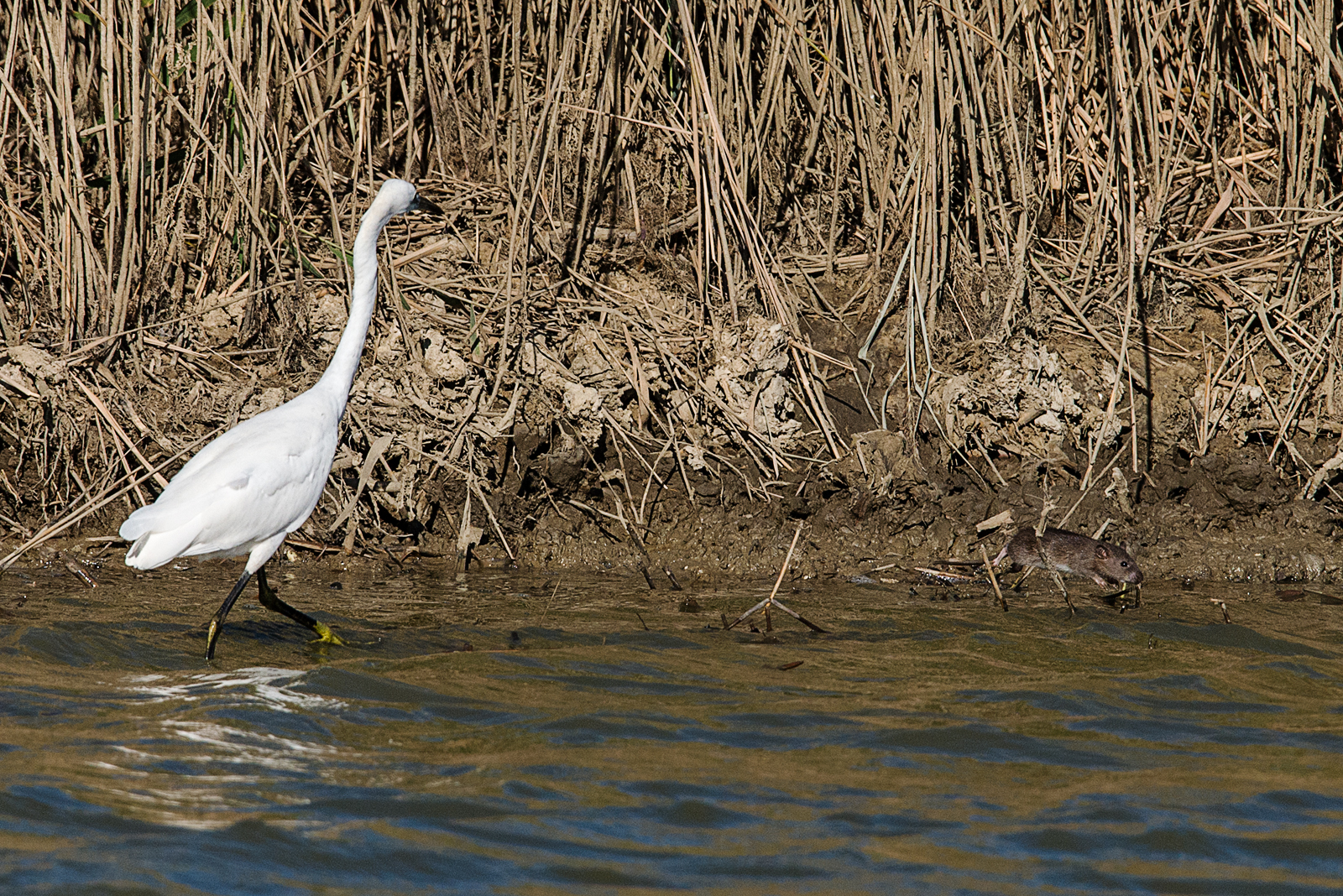 Vieni, bella topolona...