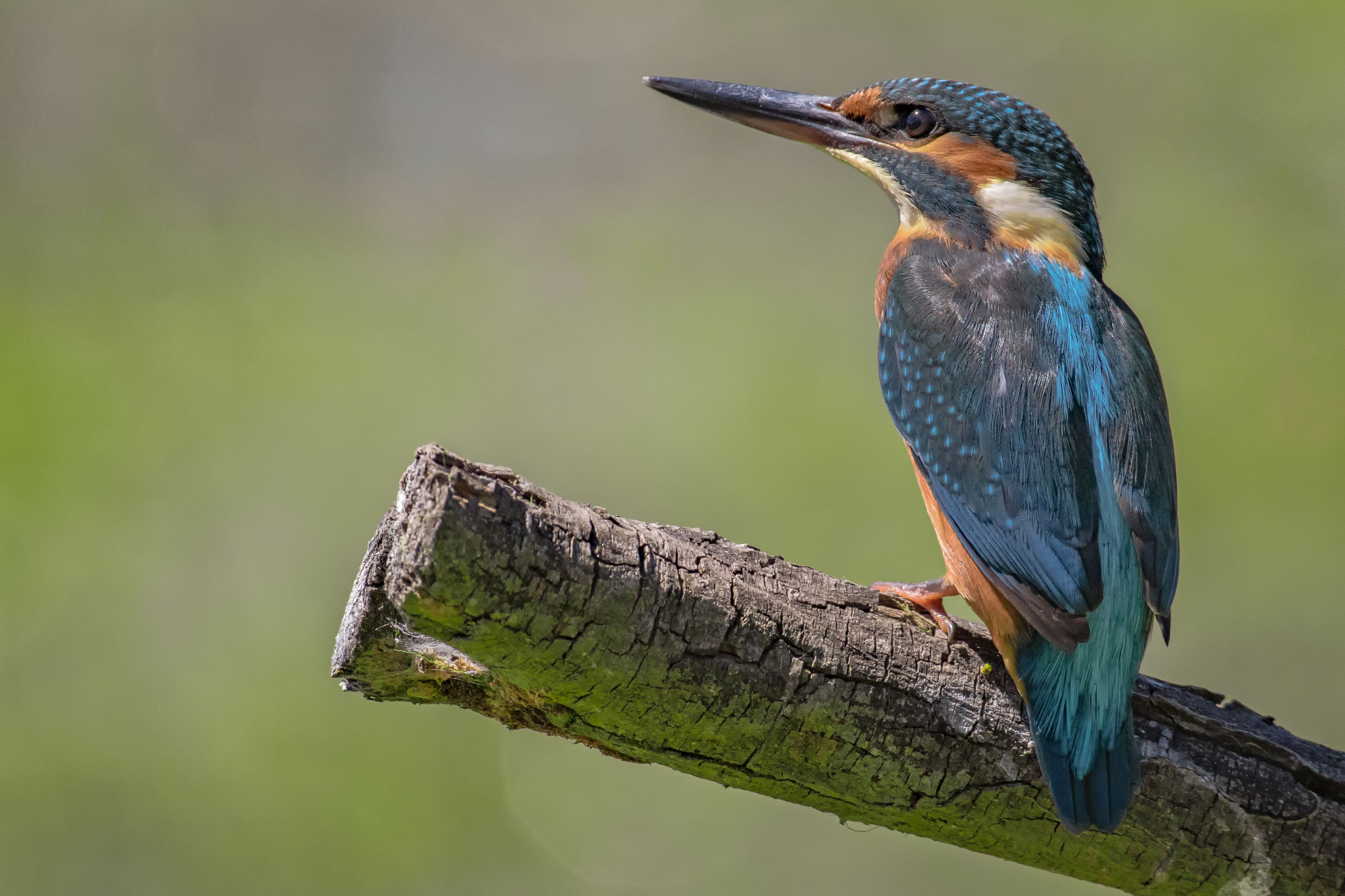 The dream of the Fisher King