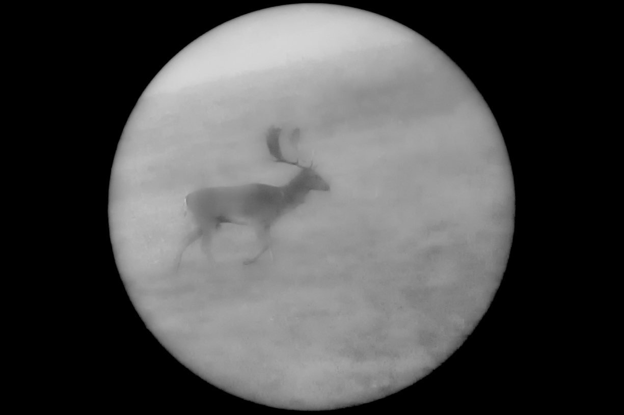 A Shadow in the mist