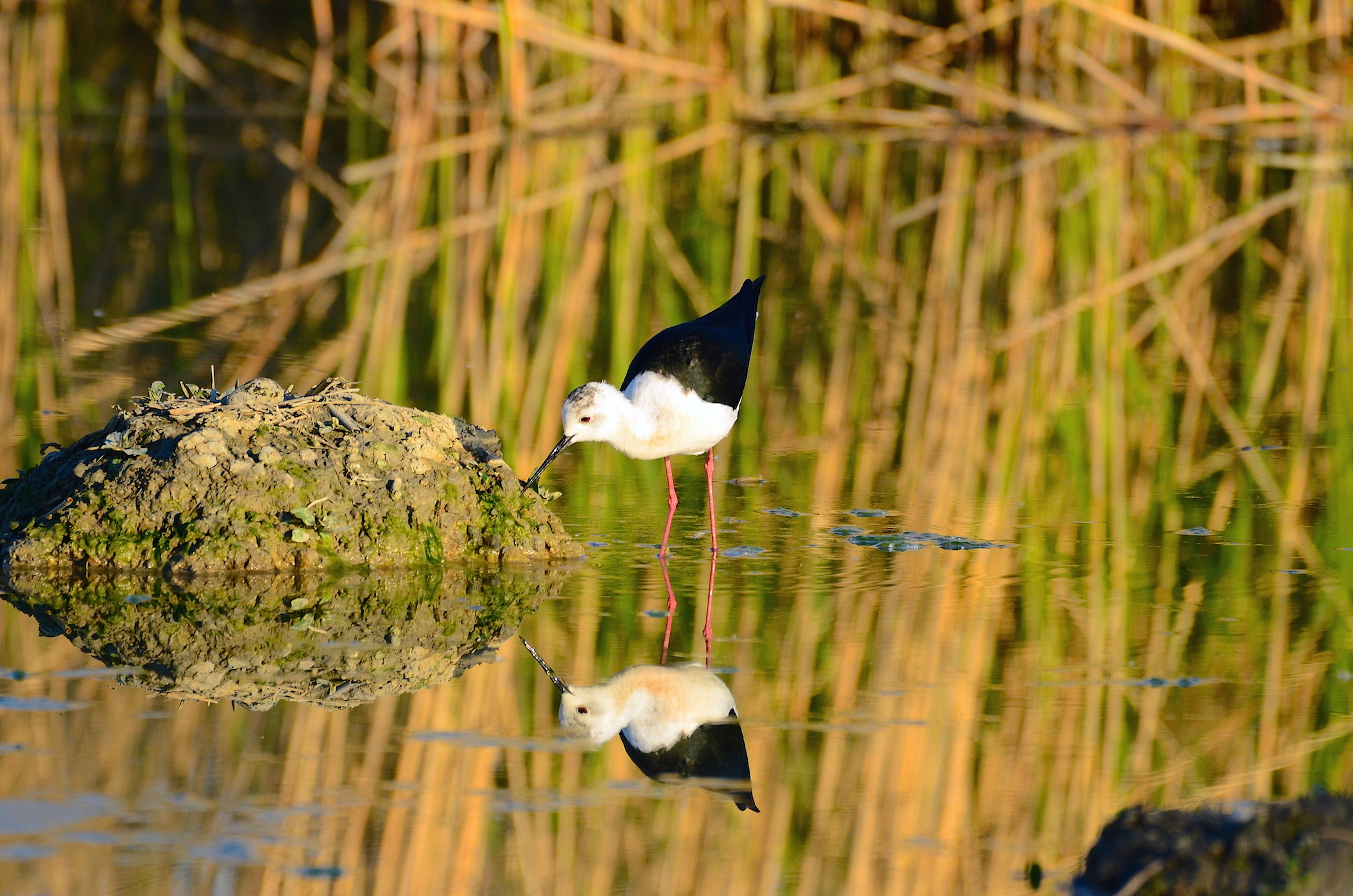 Cvaliere of Italy ....