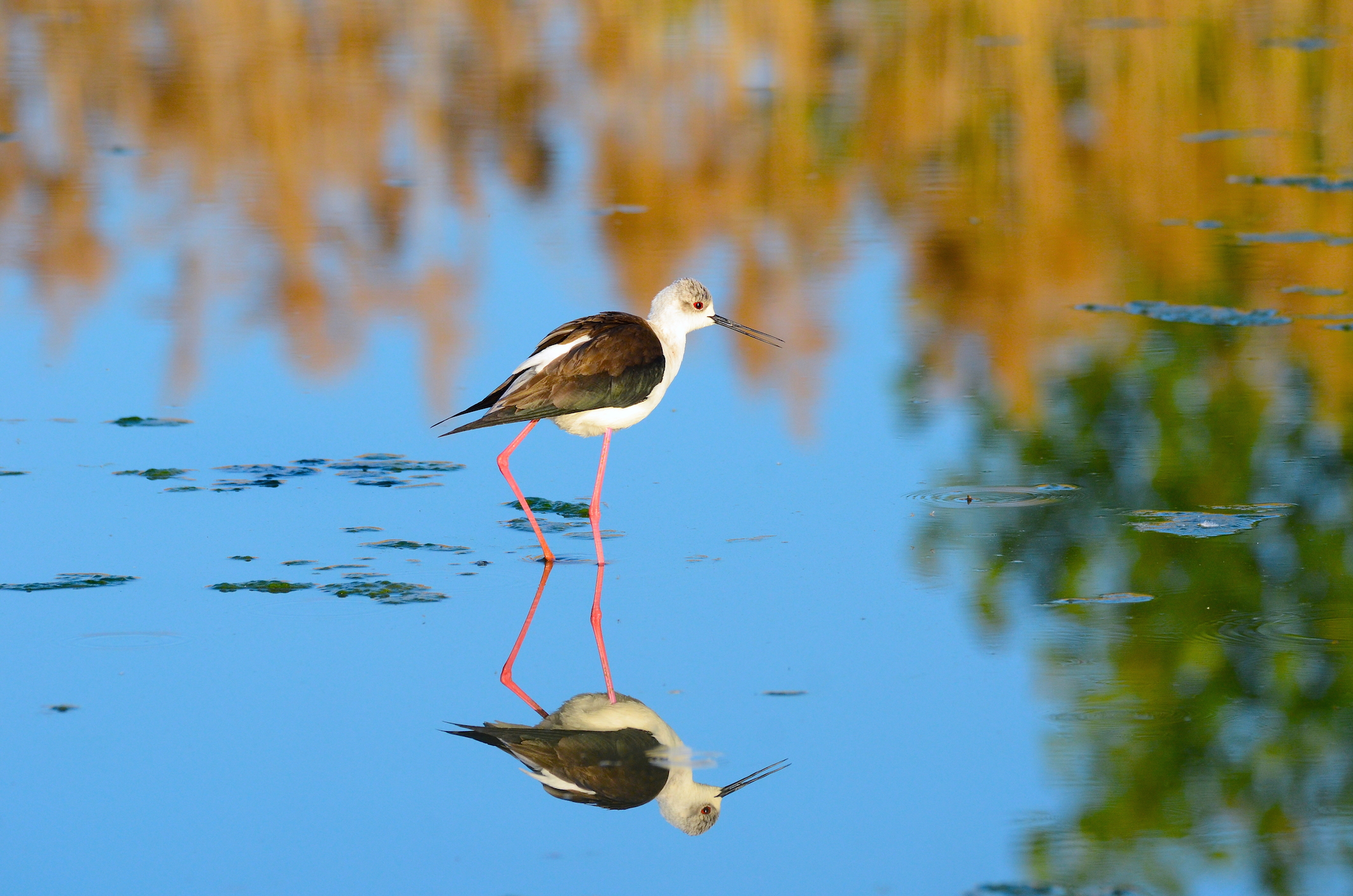 Knight of Italy at sunset ....