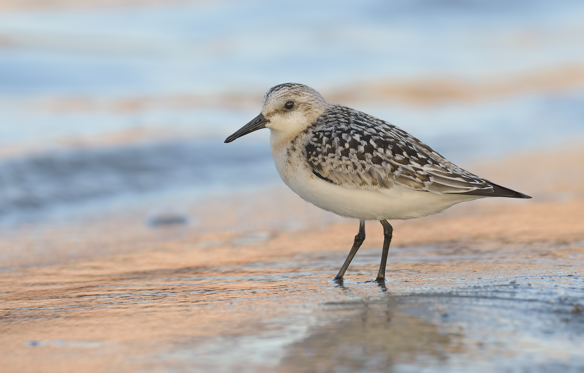 Sanderling