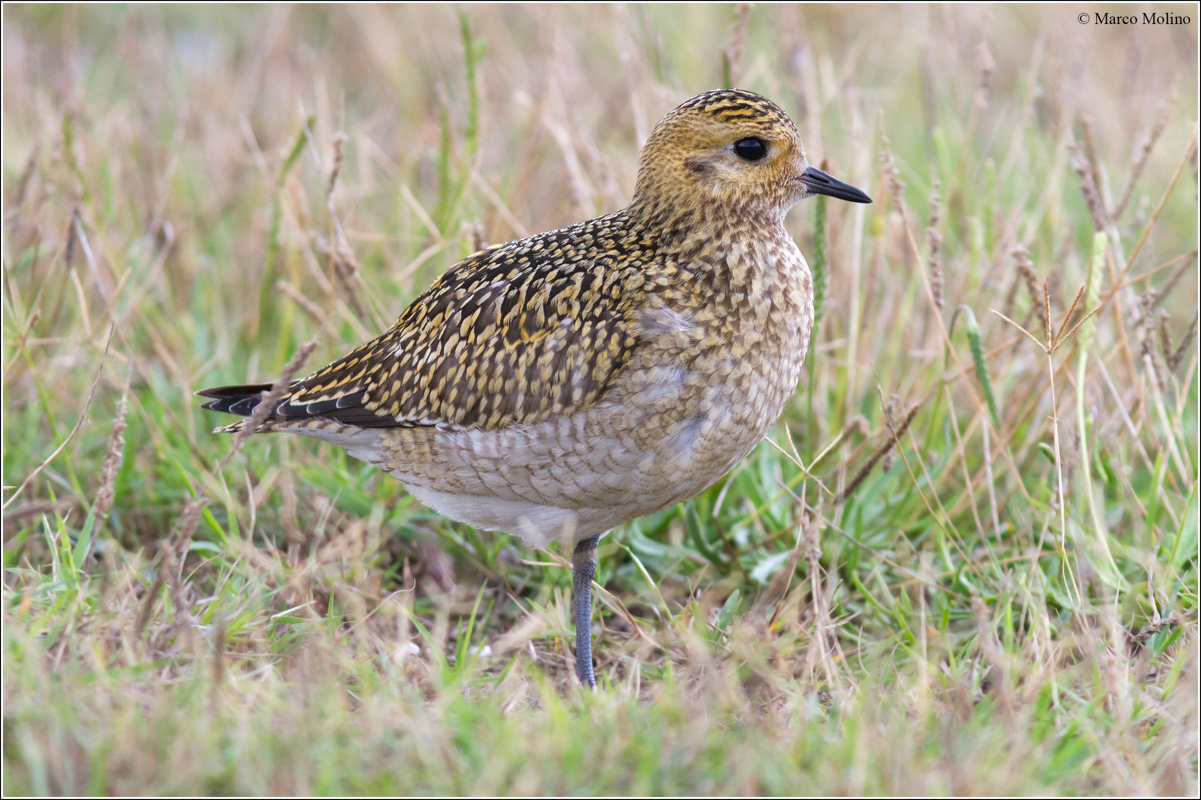 Pluvialis apricaria - Piviere dorato