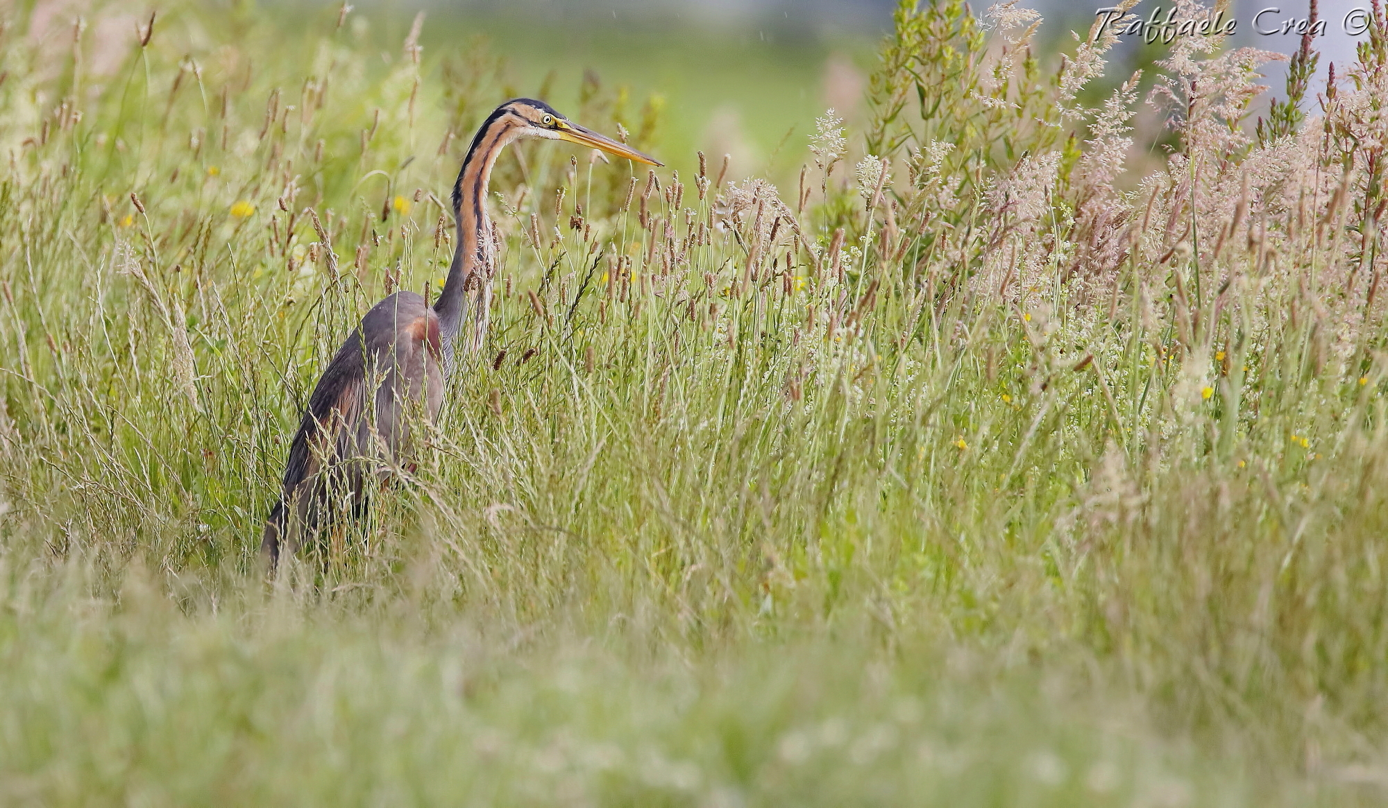 Purple Heron in environment