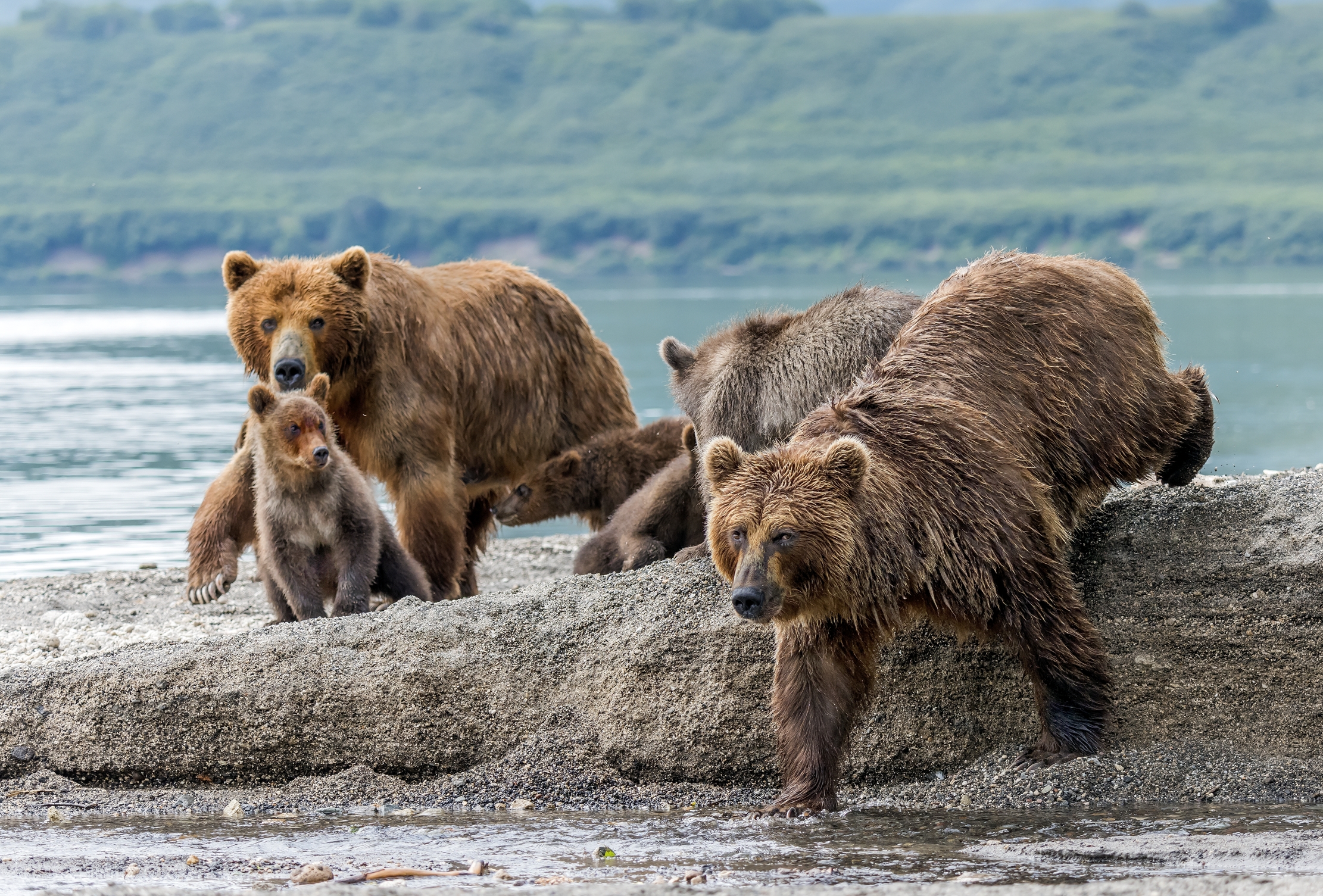 Kamchatka 2016 - Bears