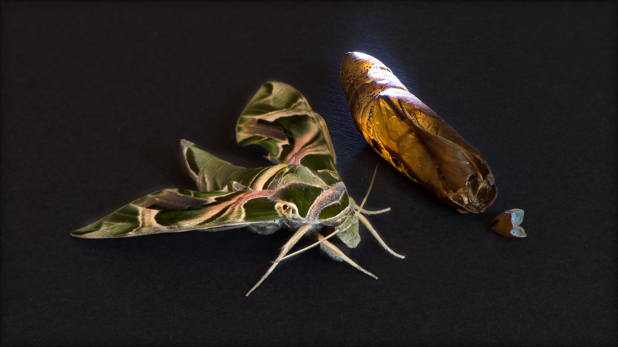 lalla..la butterfly ...