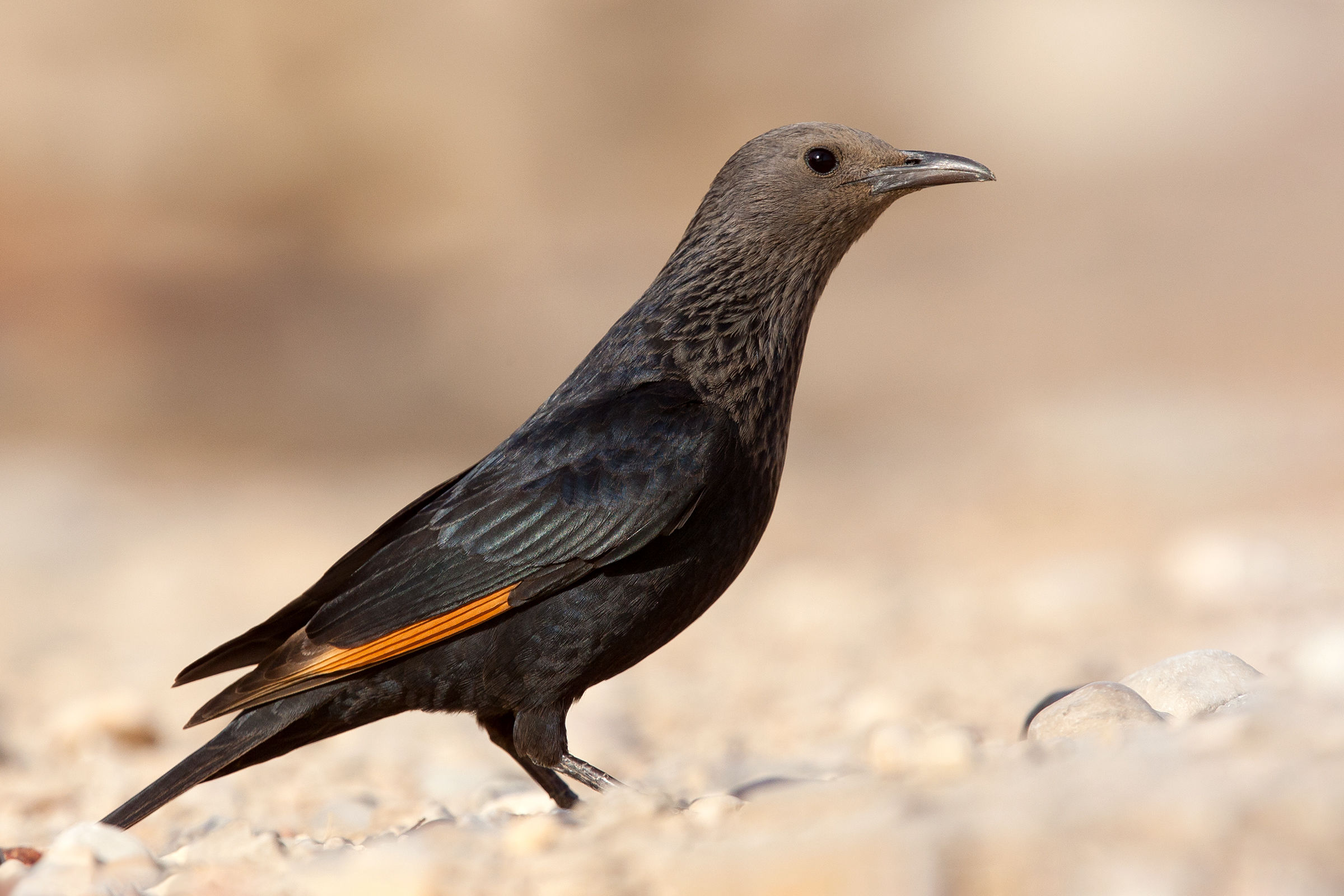 Tristram's Starling (Onychognathus tristramii)