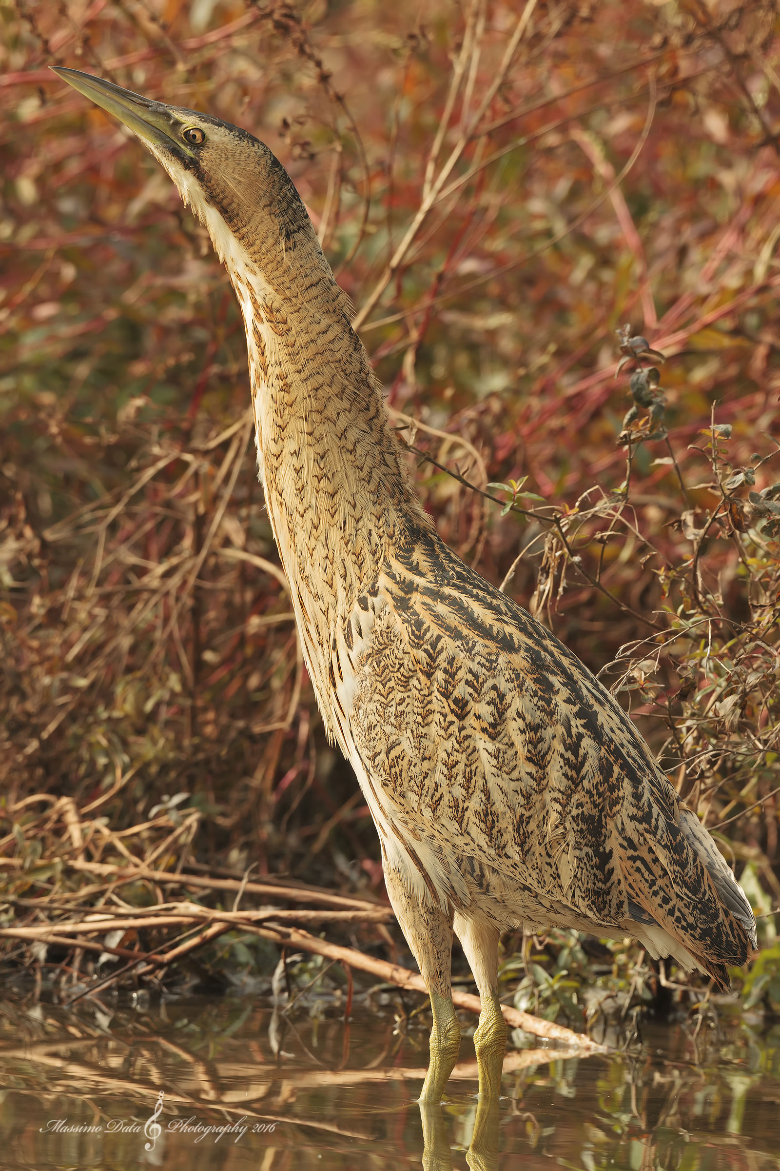 Bittern