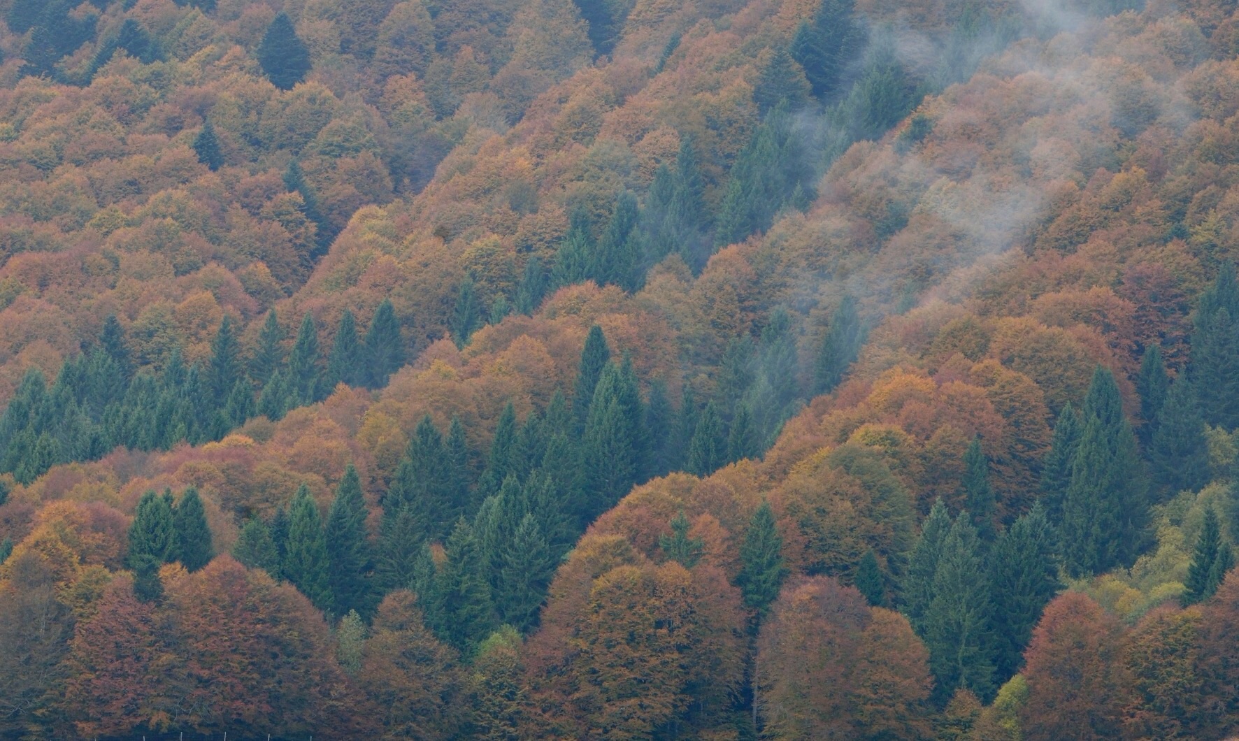 Autumn in Cansiglio ...