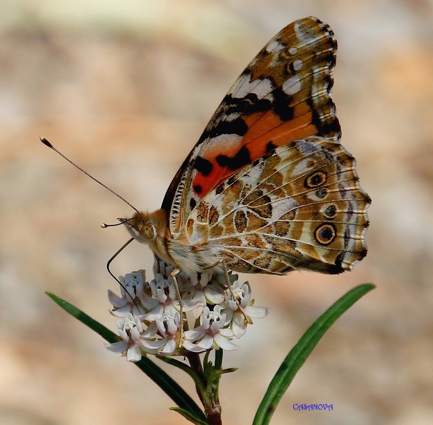Vanessa cardui