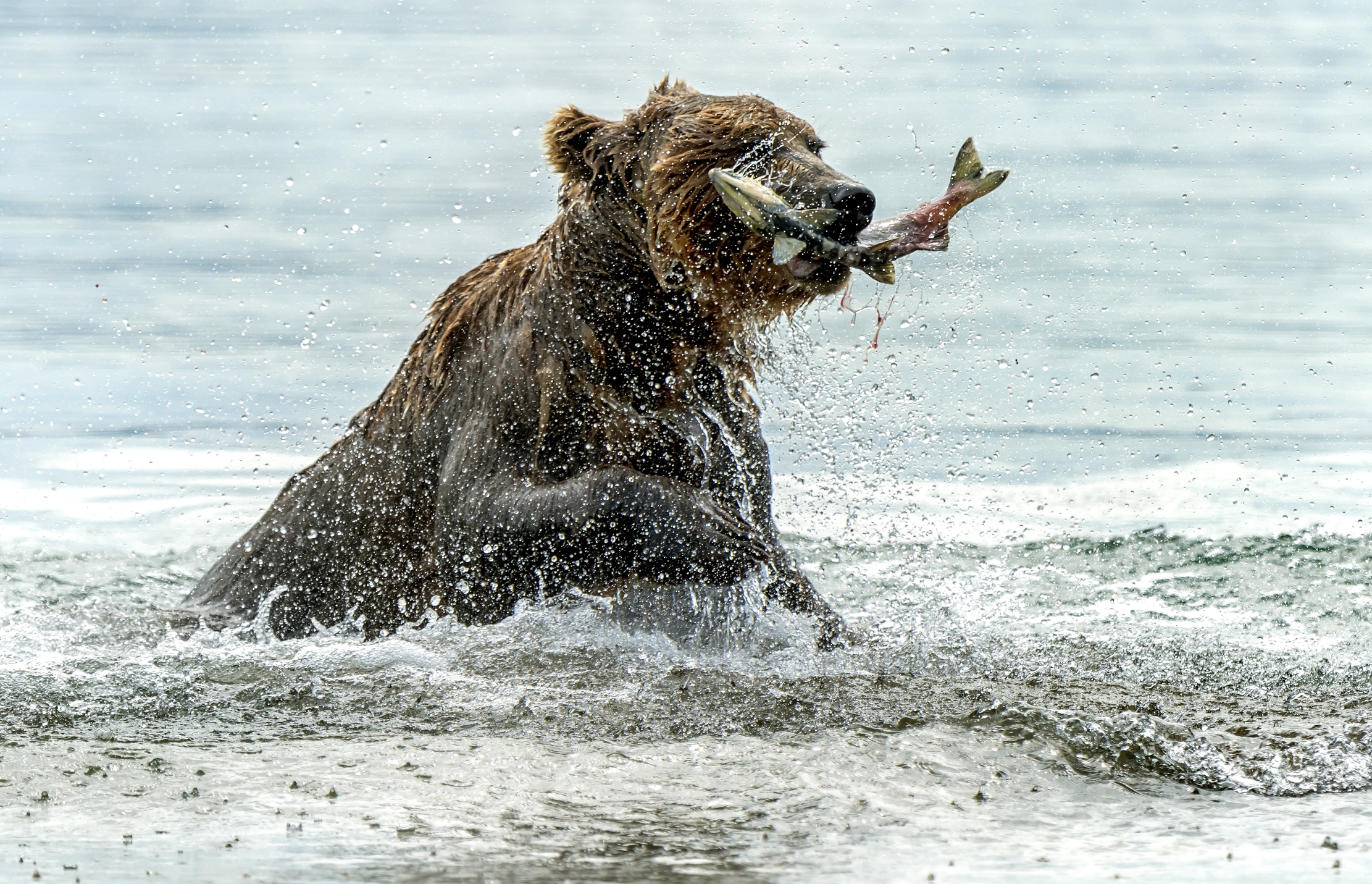 Kamchatka 2016 - Fishing