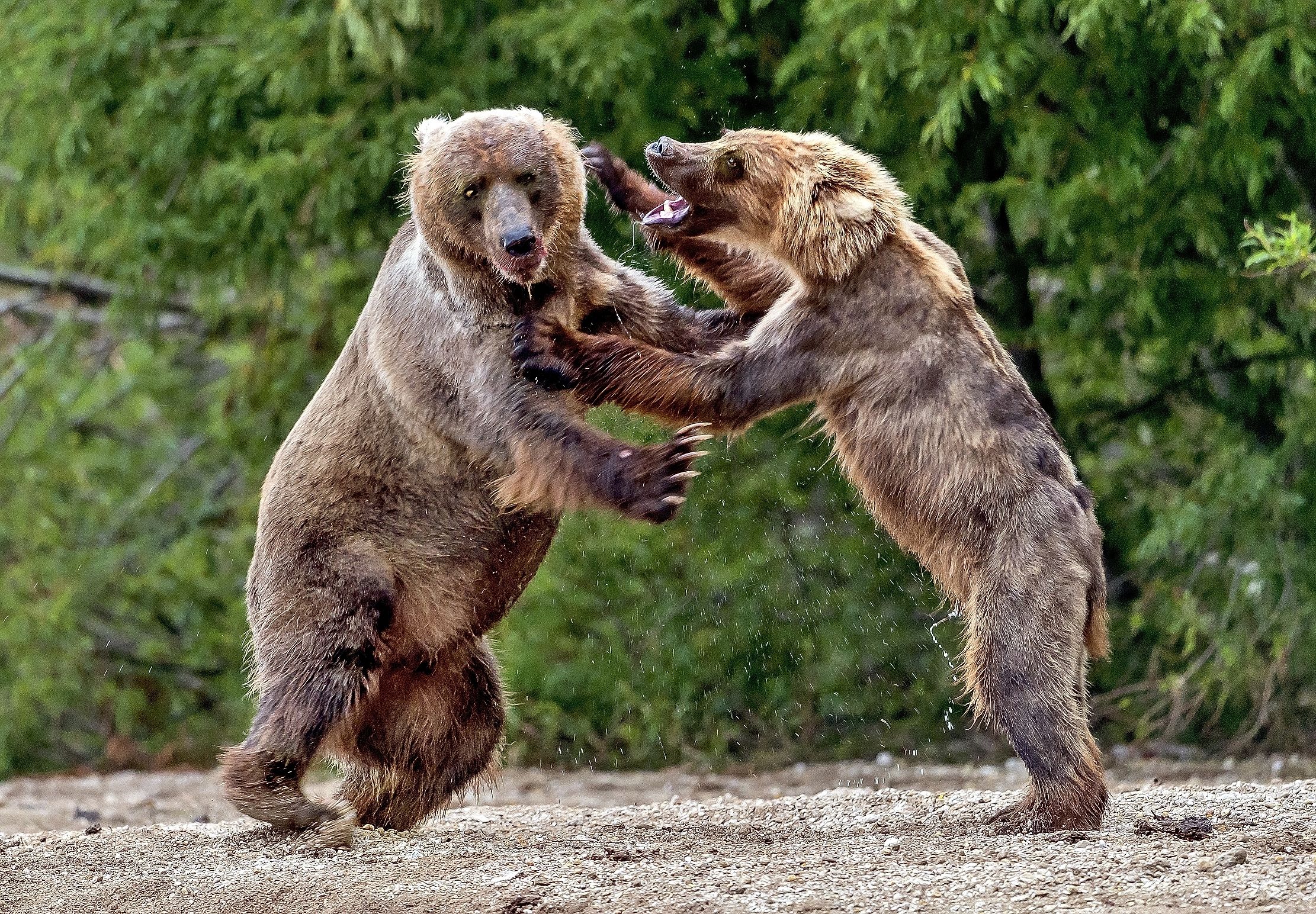 Kamchatka 2016 - Diverbi