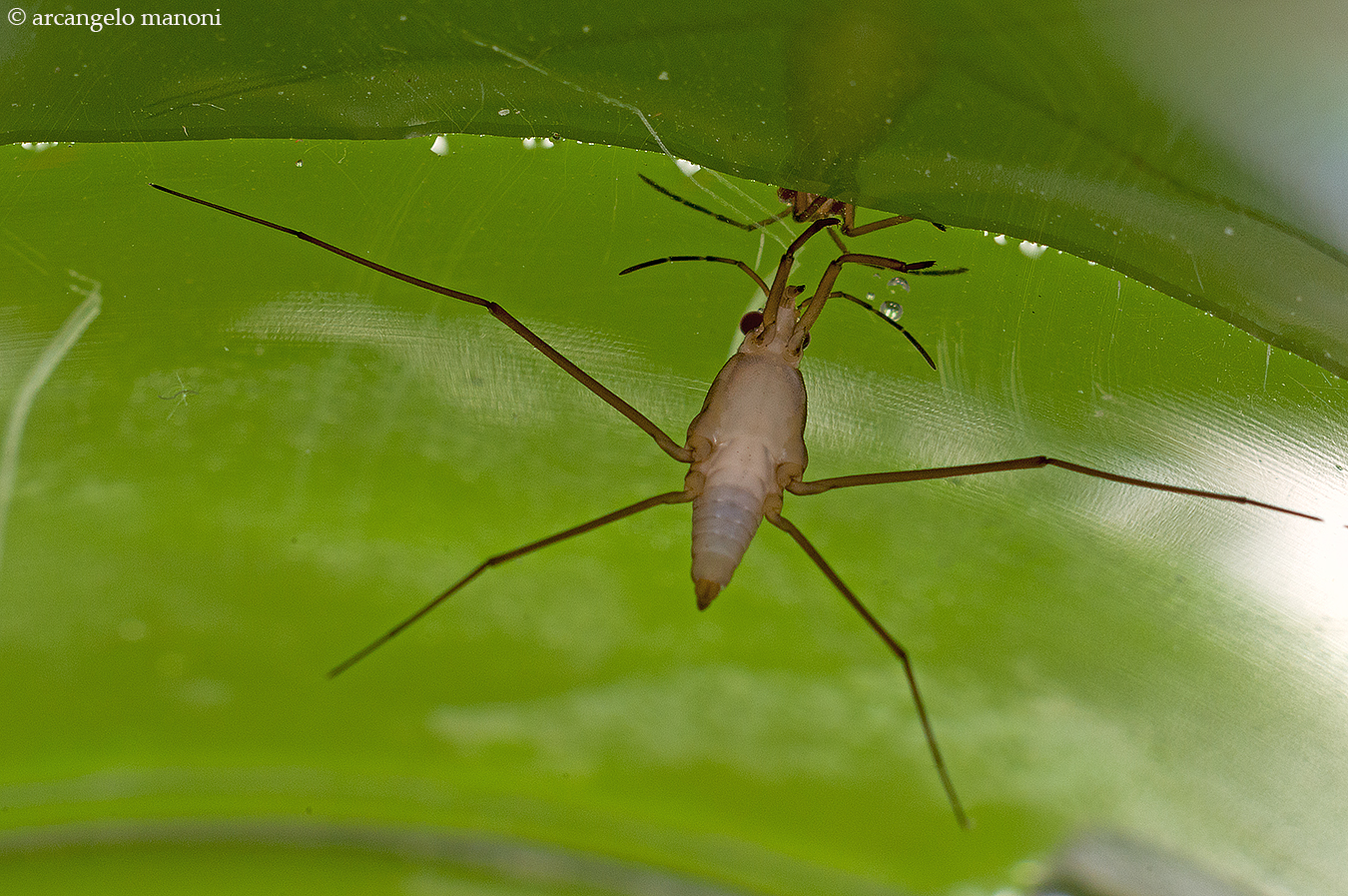 Incontri subacquei fra notonette