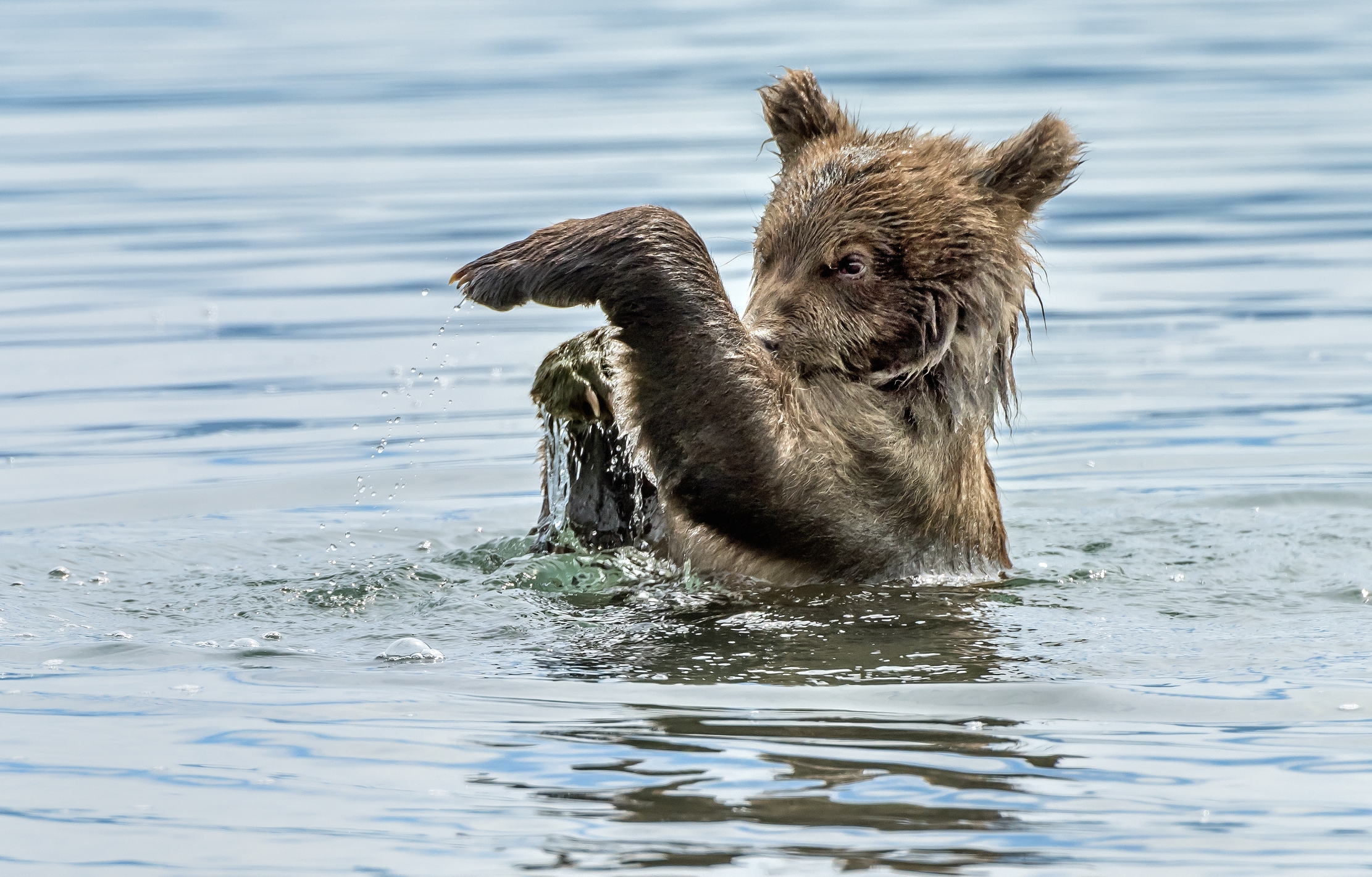Kamchatka 2016 - Il bagnetto
