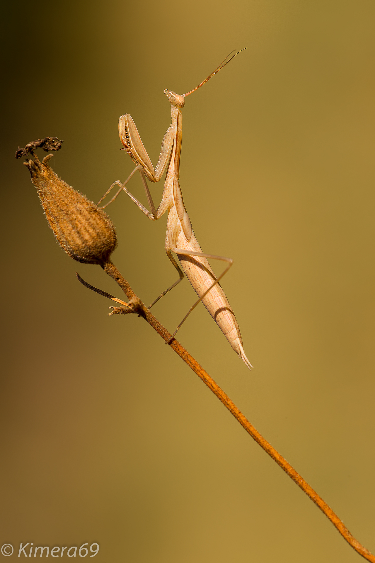 Mantis religiosa
