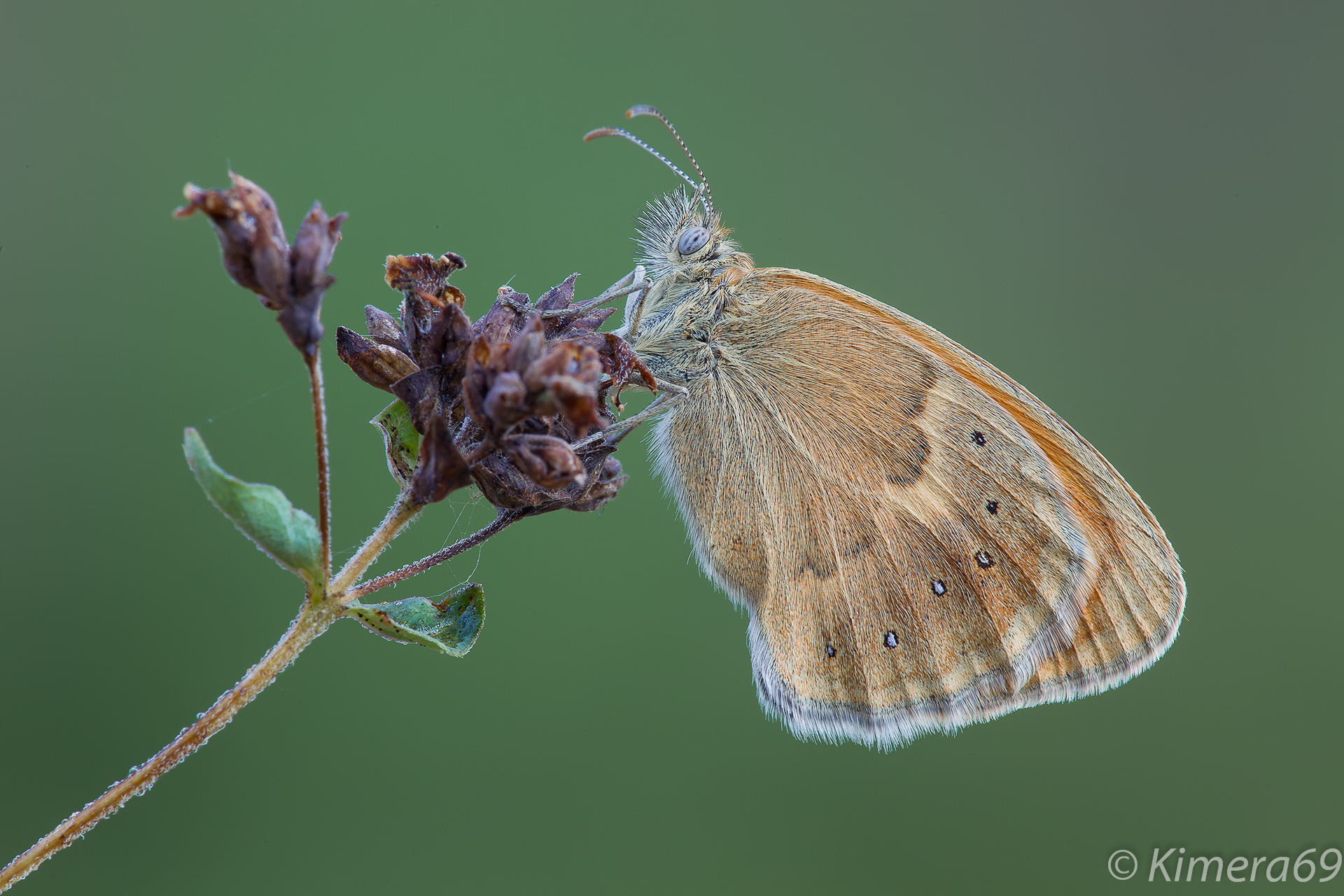 coenonympha pamphilus