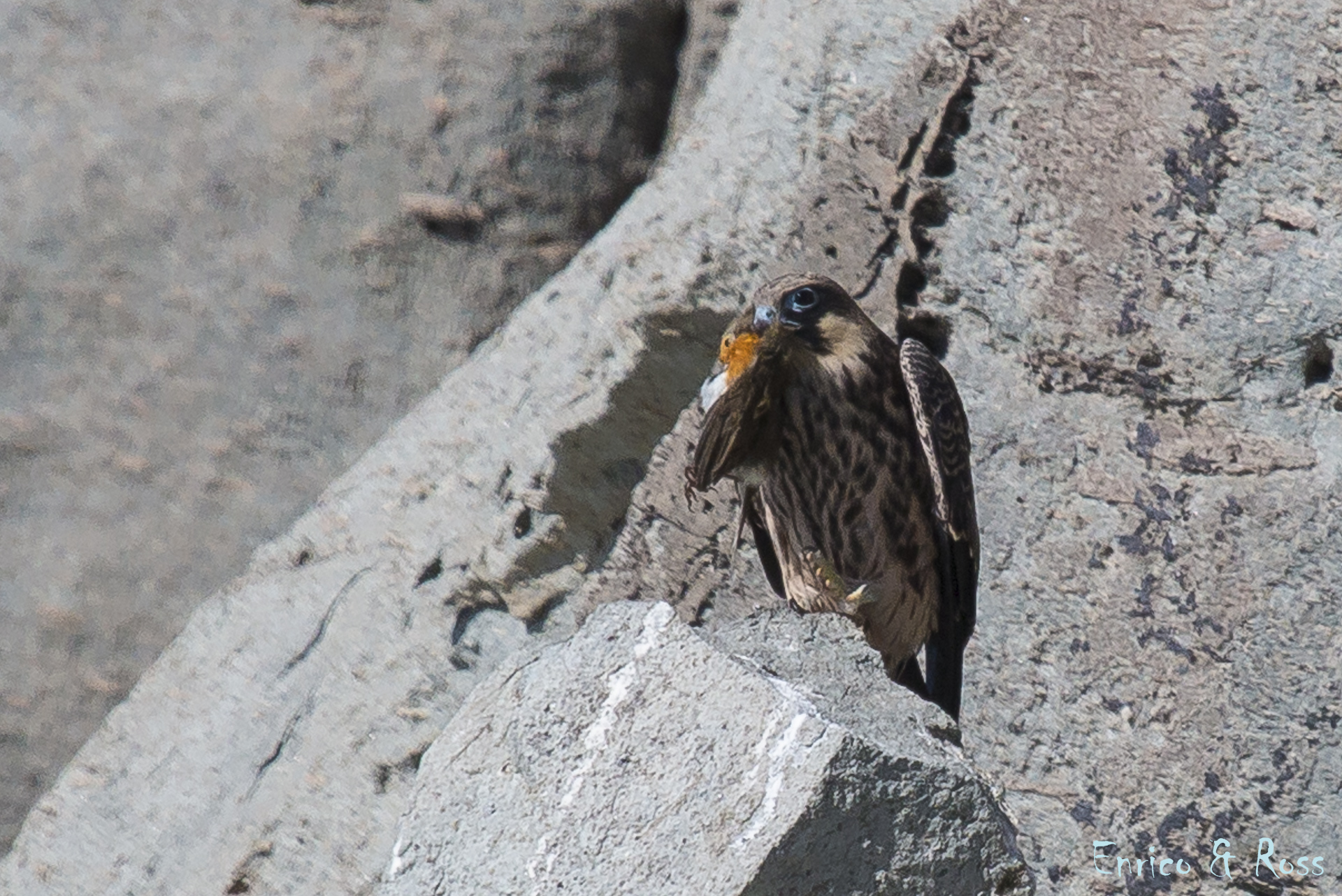 Queen hawk with prey
