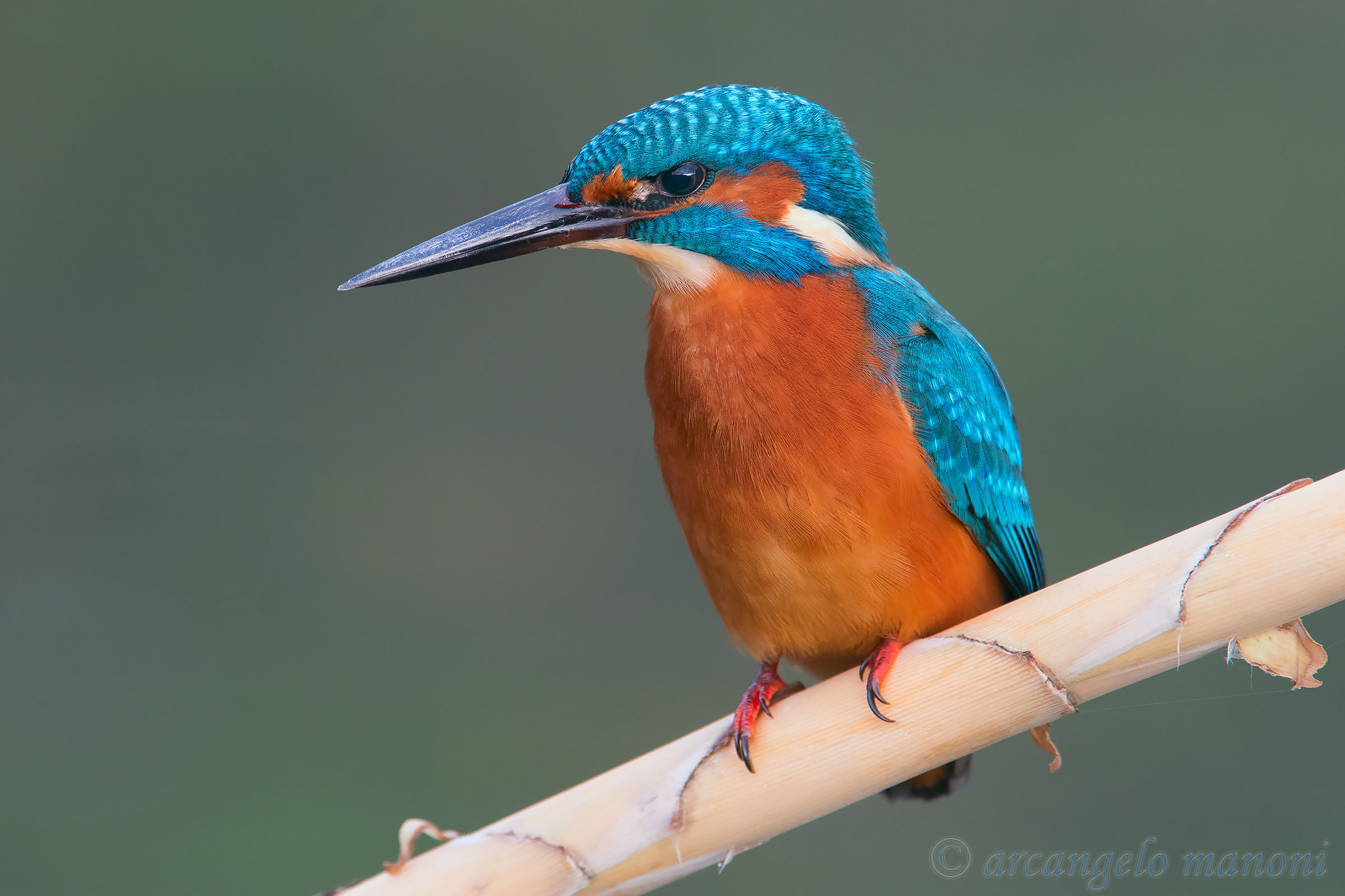 Il martino è sempre il martino