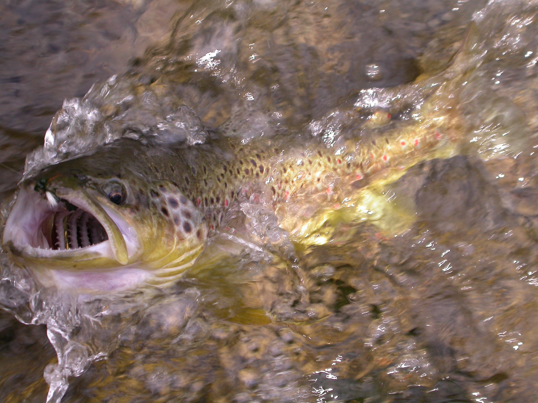 Unec, catch and release