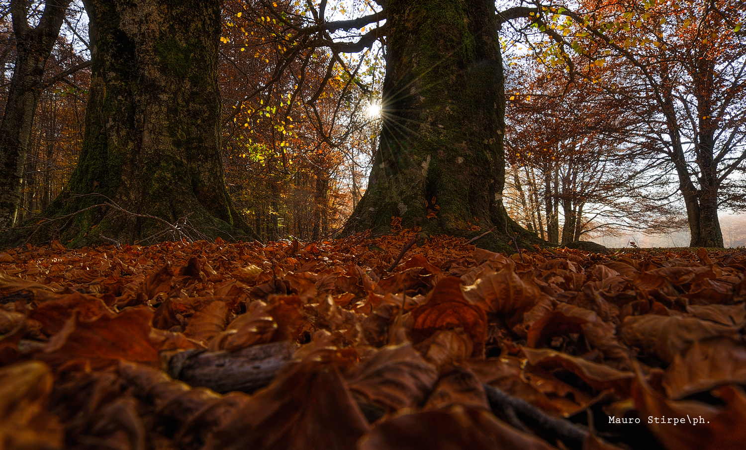 Autumn Meadow Campoli