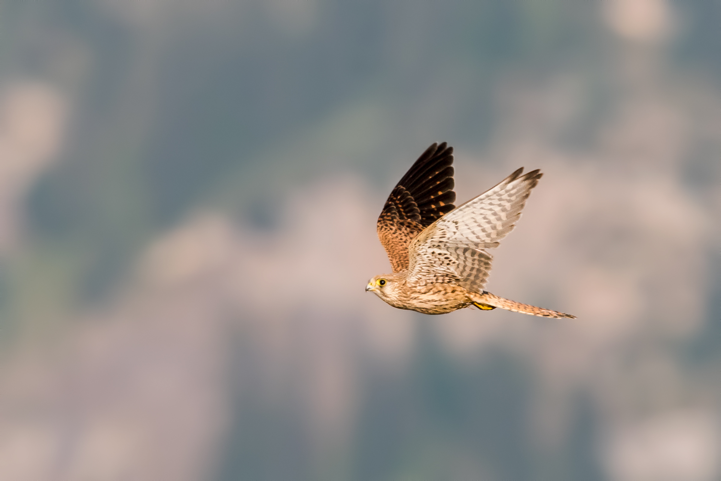 Kestrel