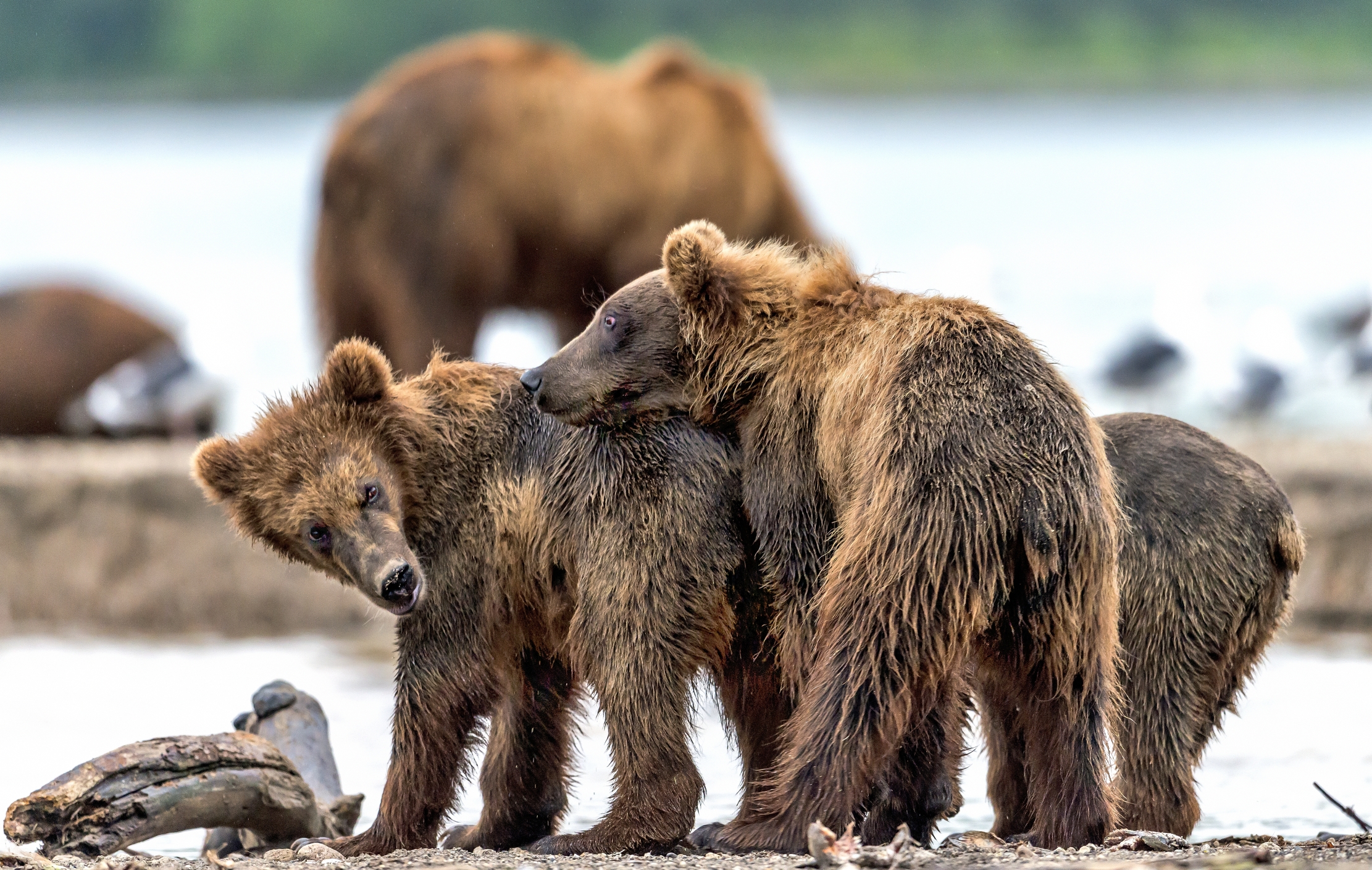 Kamchatka 2016 - Giovani orsi
