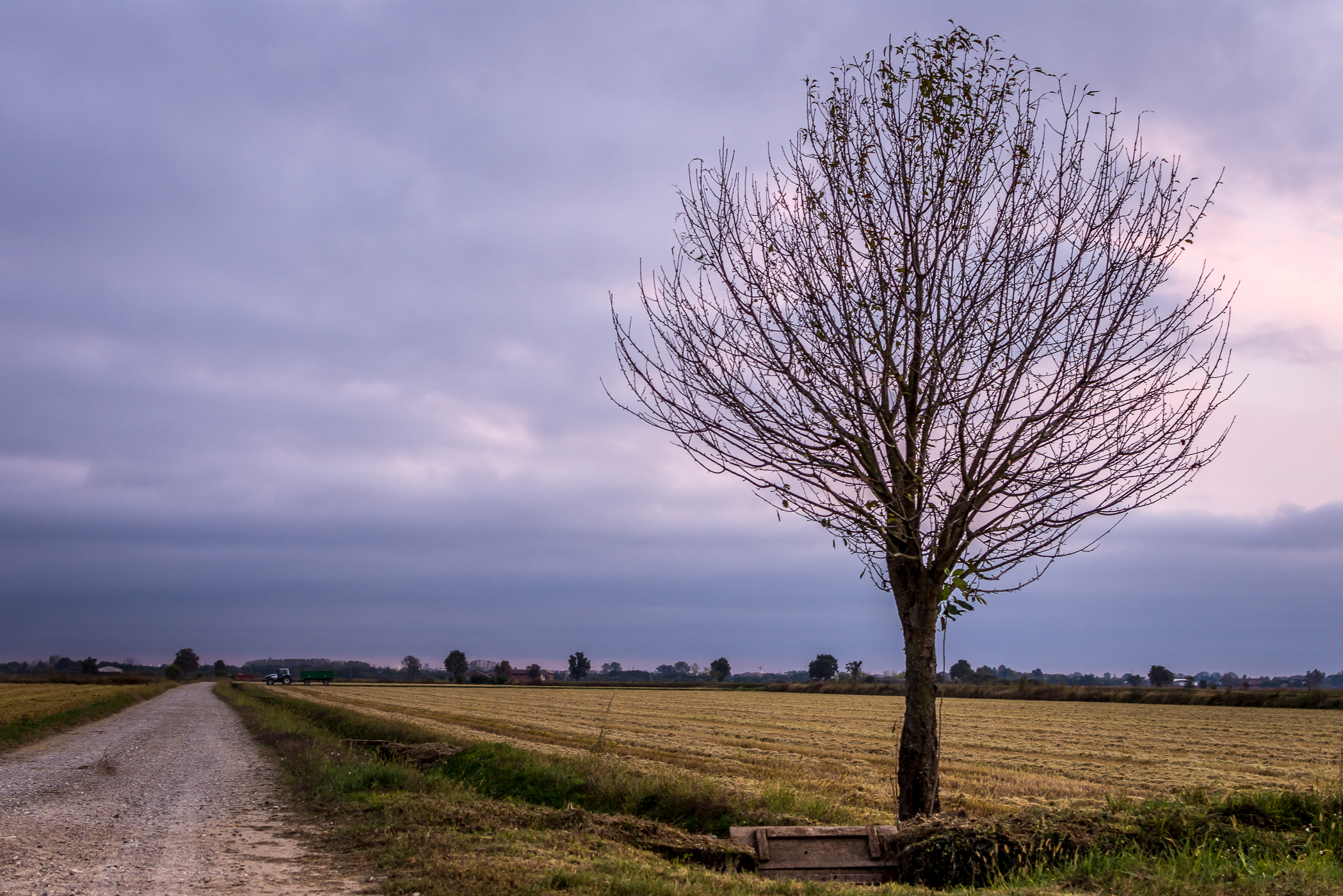 The lonely tree