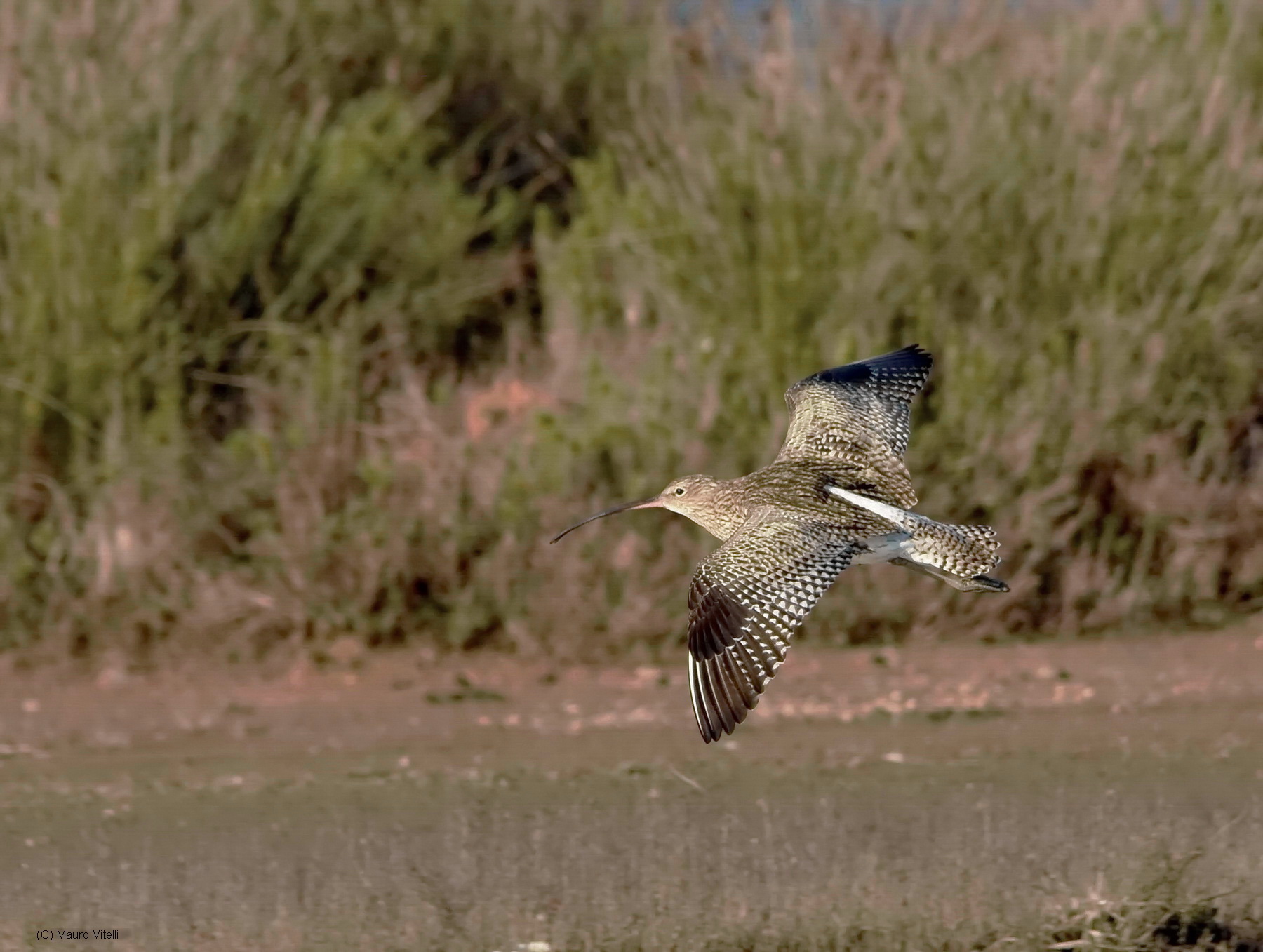Eurasian Curlew in flight