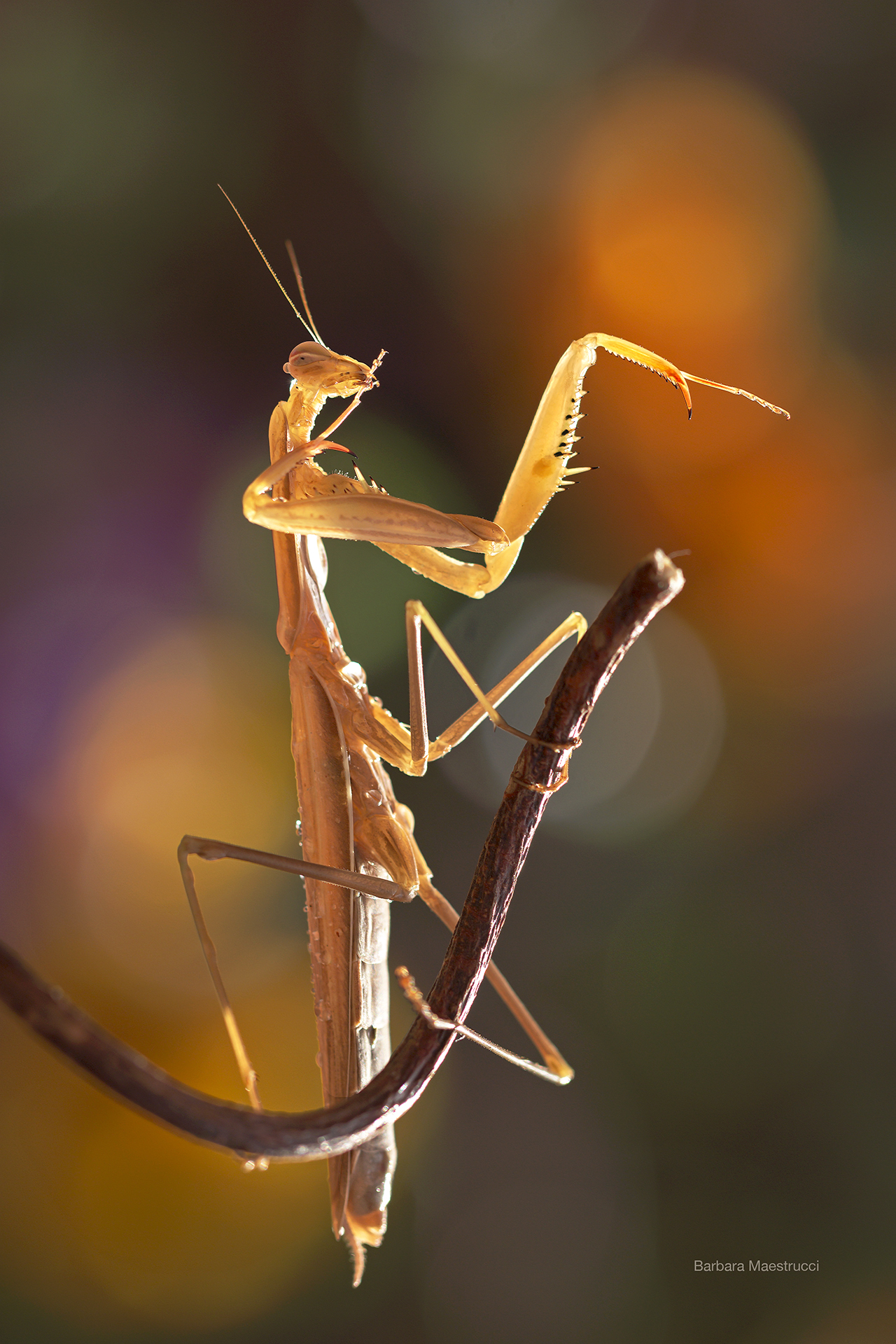 The dance of the Mantis