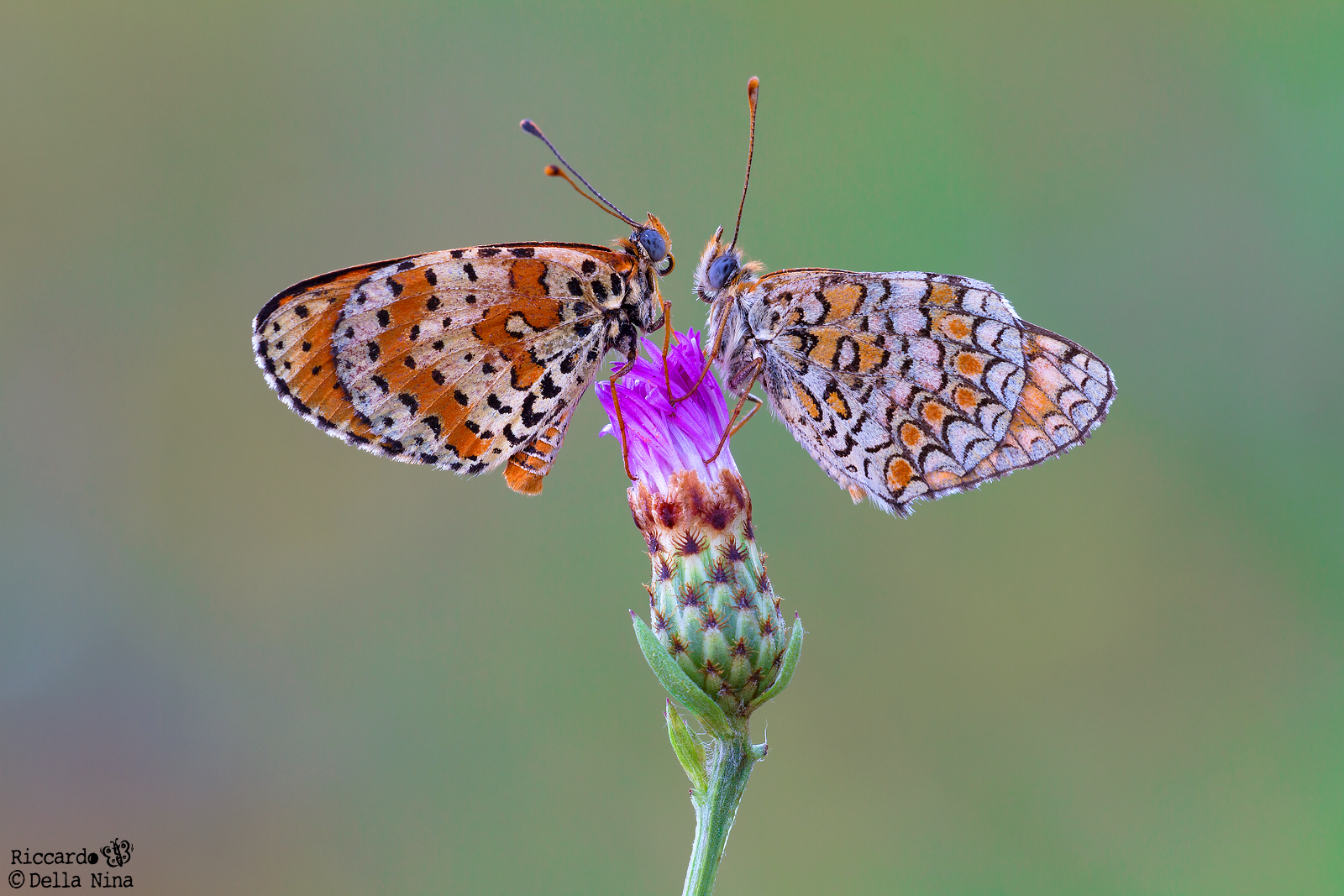 Militee cousins ??...