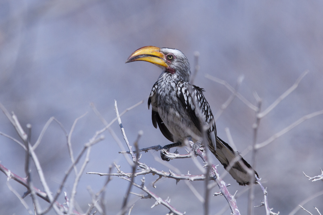 Yellow-billed hornbill