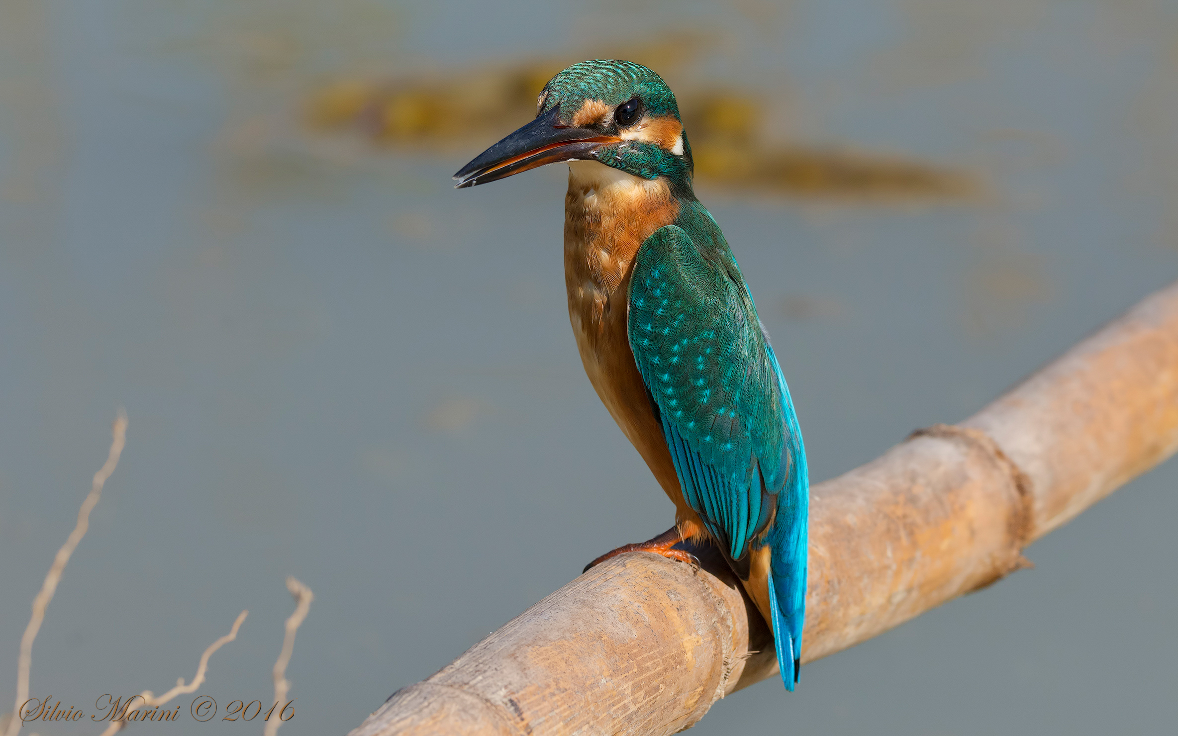 Martin pescatore ( Alcedo atthis)