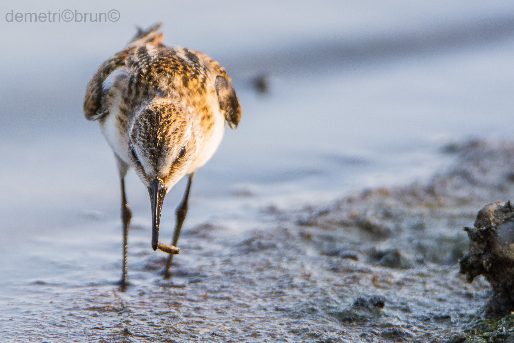 Little Stint