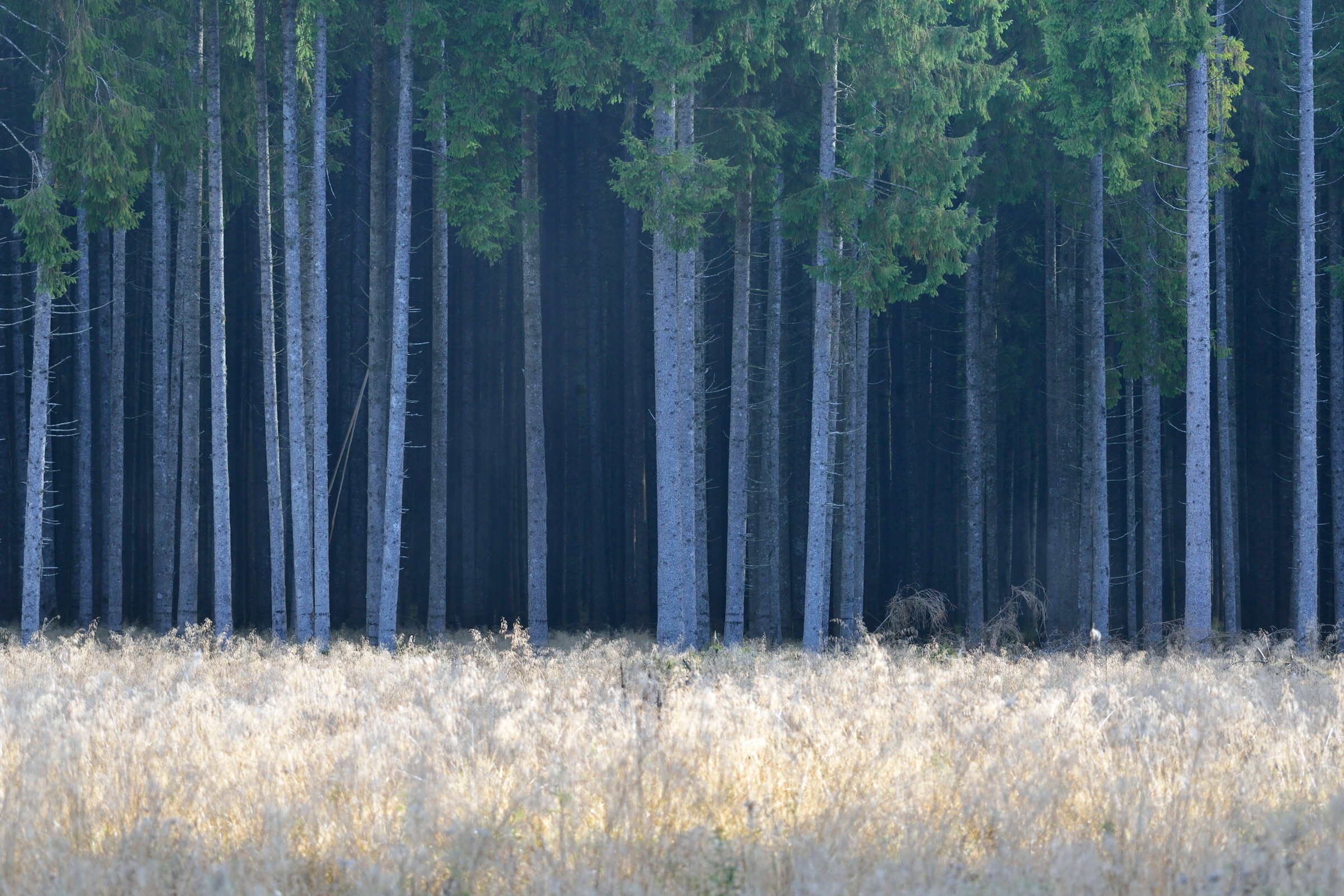 At the edge of the forest ...