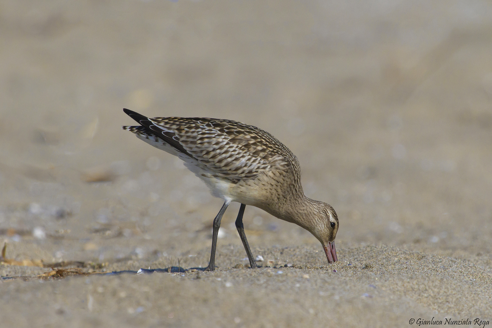 Bar-tailed Godwit version ostrich
