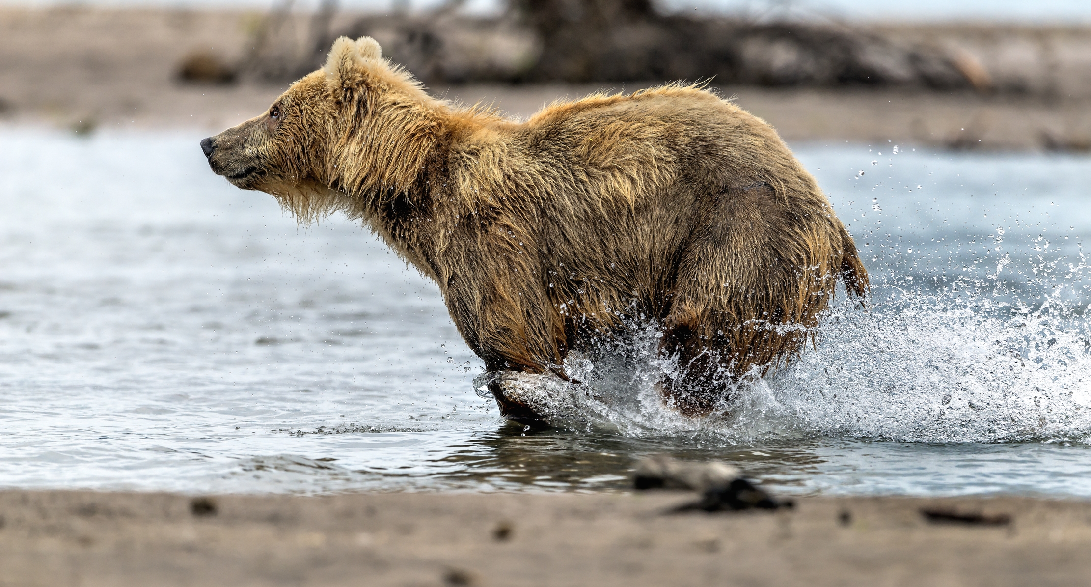 Kamchatka 2016 - Corsa