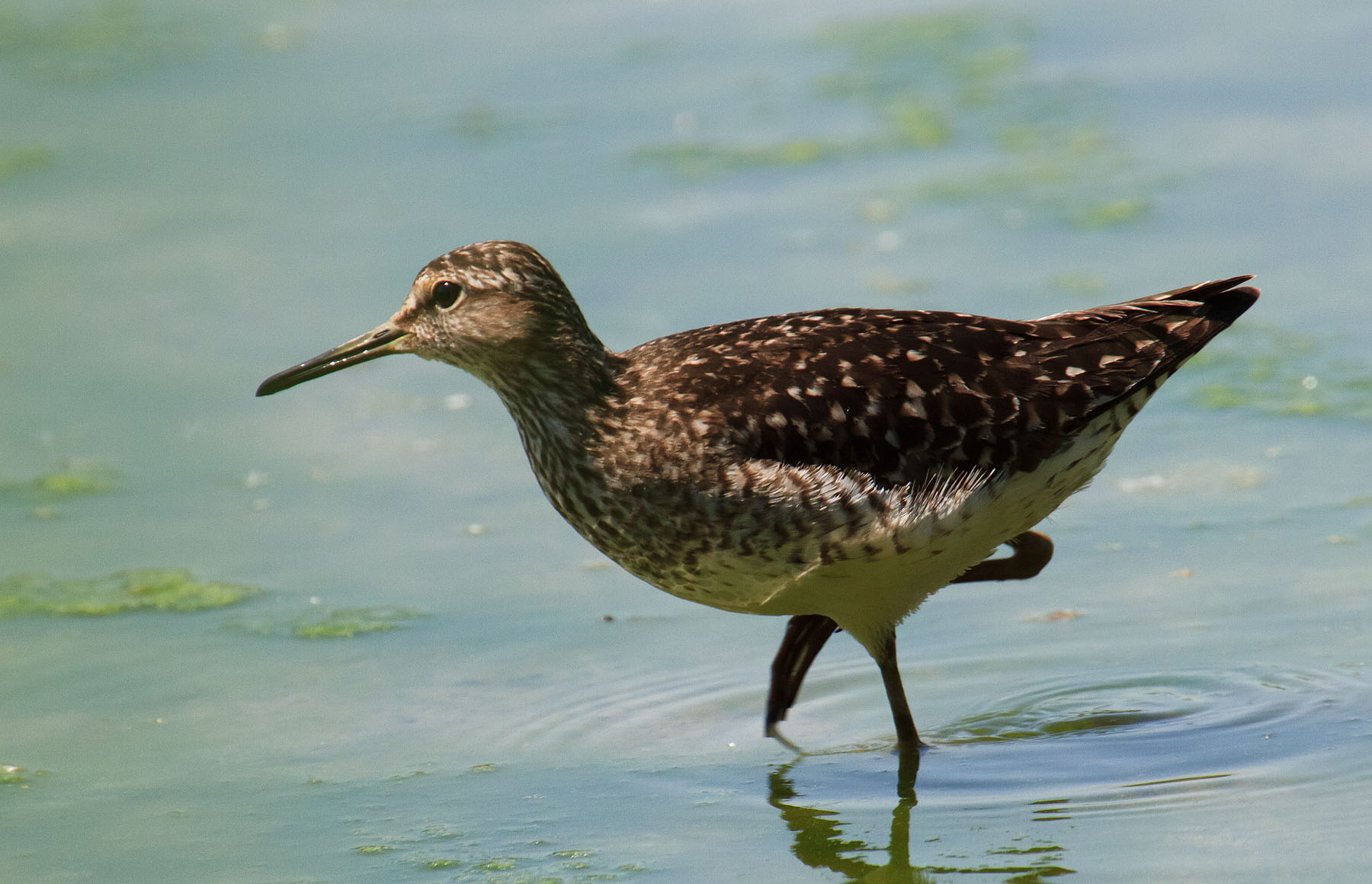 sandpiper